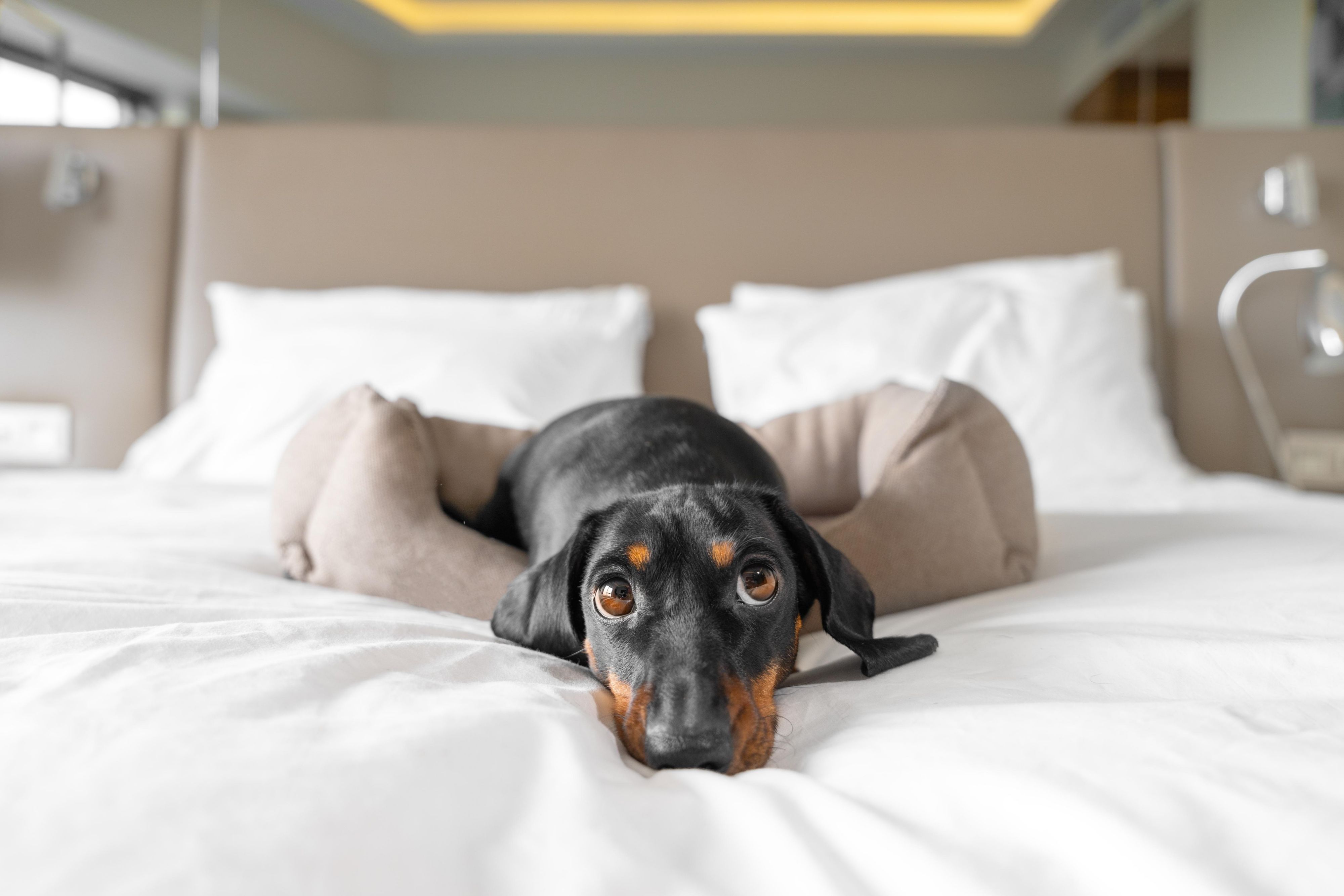 Staybridge Suites Detroit - Woodhaven is a pet-friendly destination for those who want to bring their furry friends along. Please inquire about our daily pet rate.