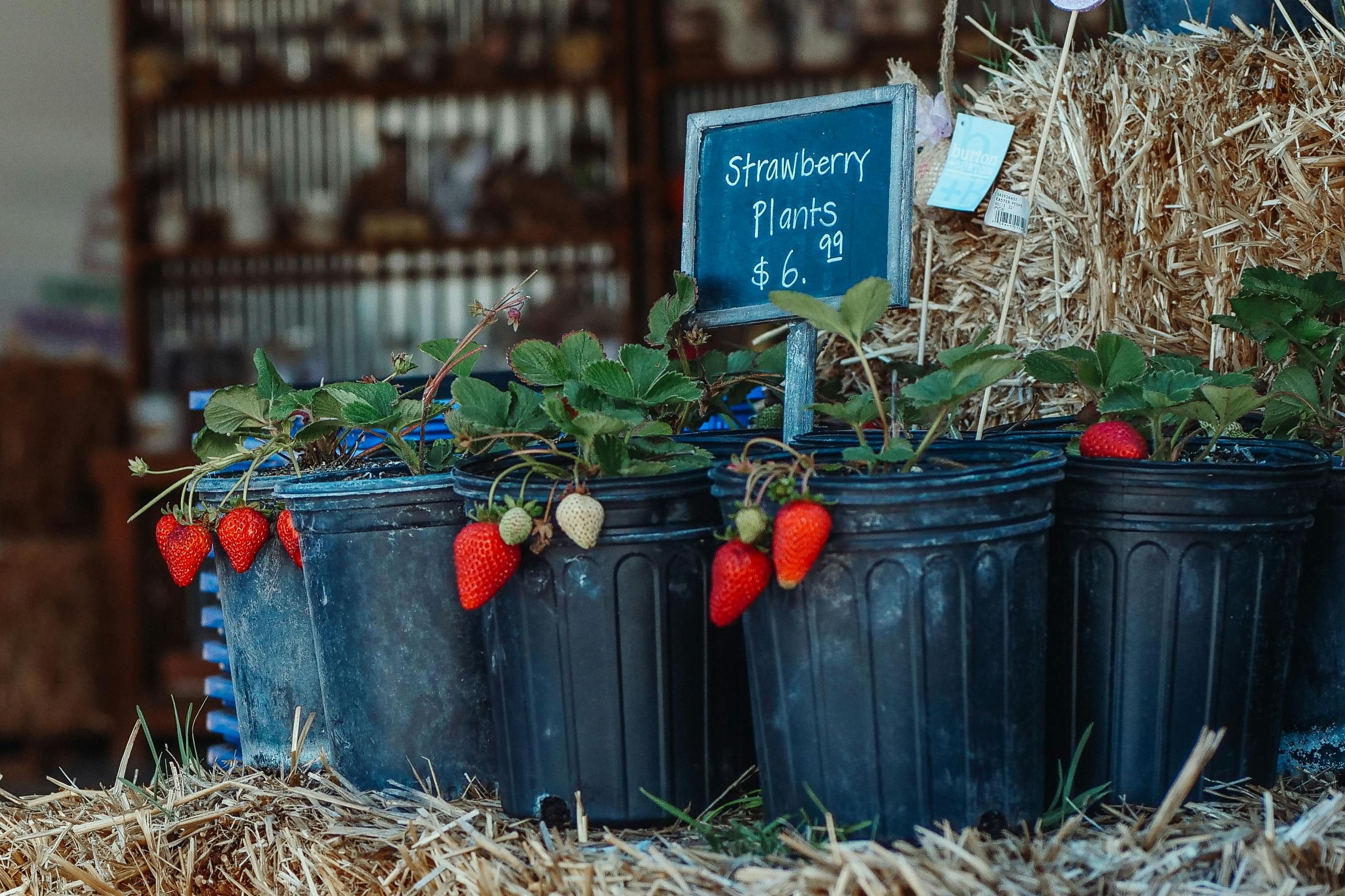 Strawberry plants for sale.