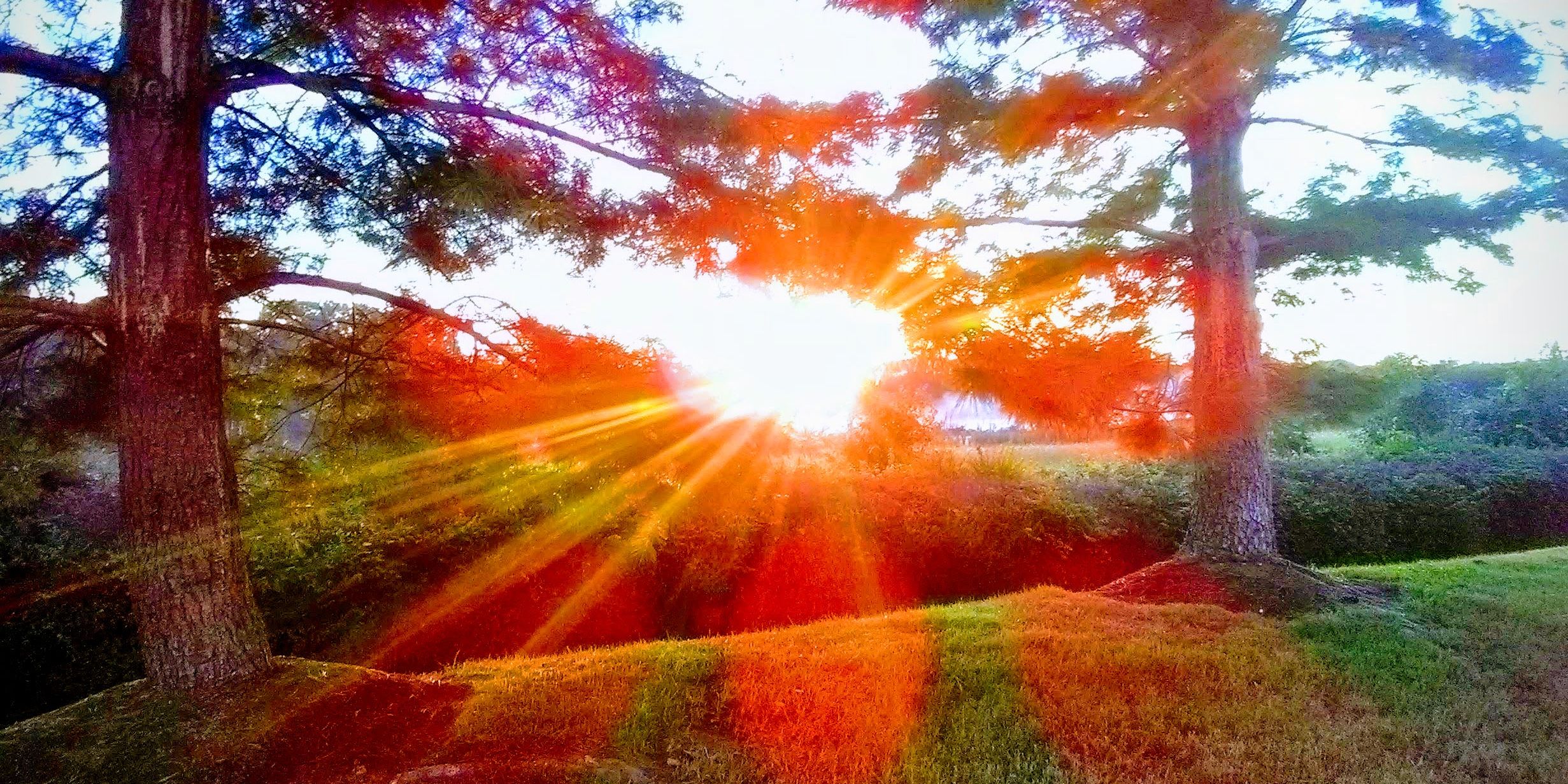 Sunrise through trees