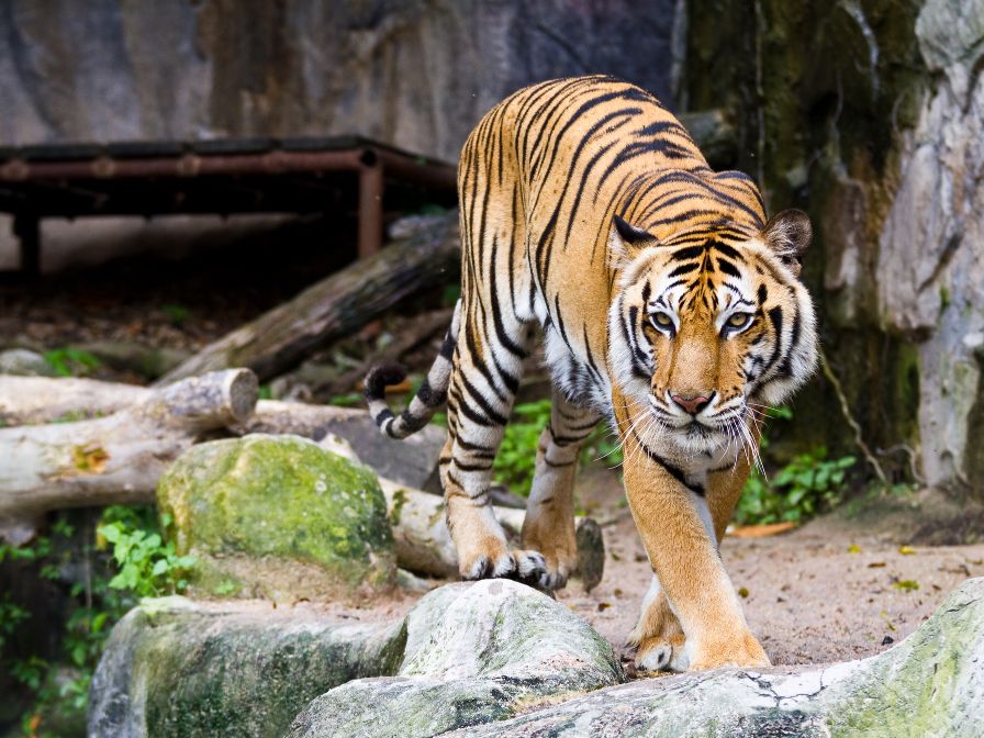 Tiger living in zoo habitat