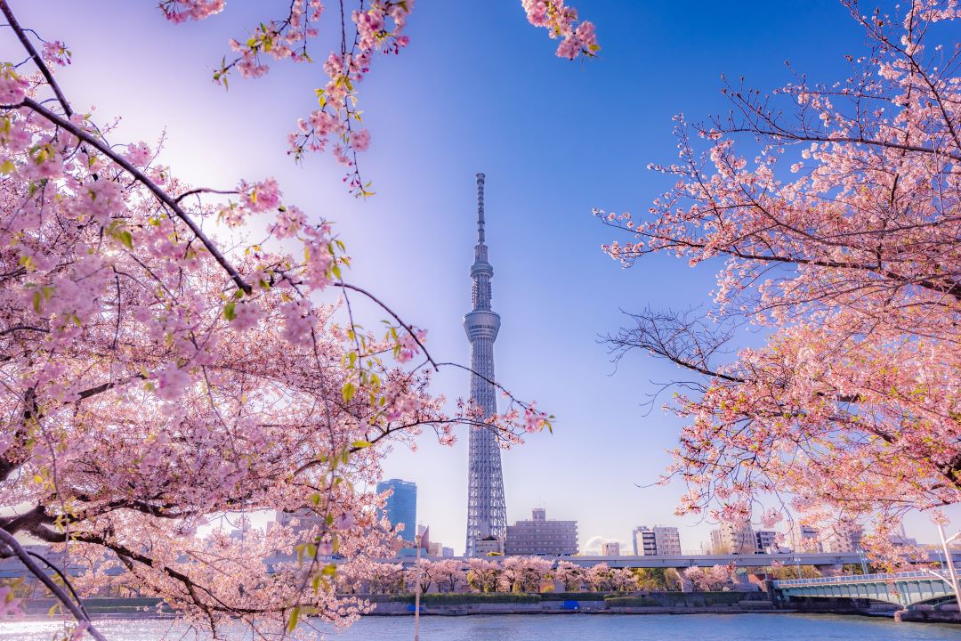 Tokyo Skyline during Cherry Blossom season