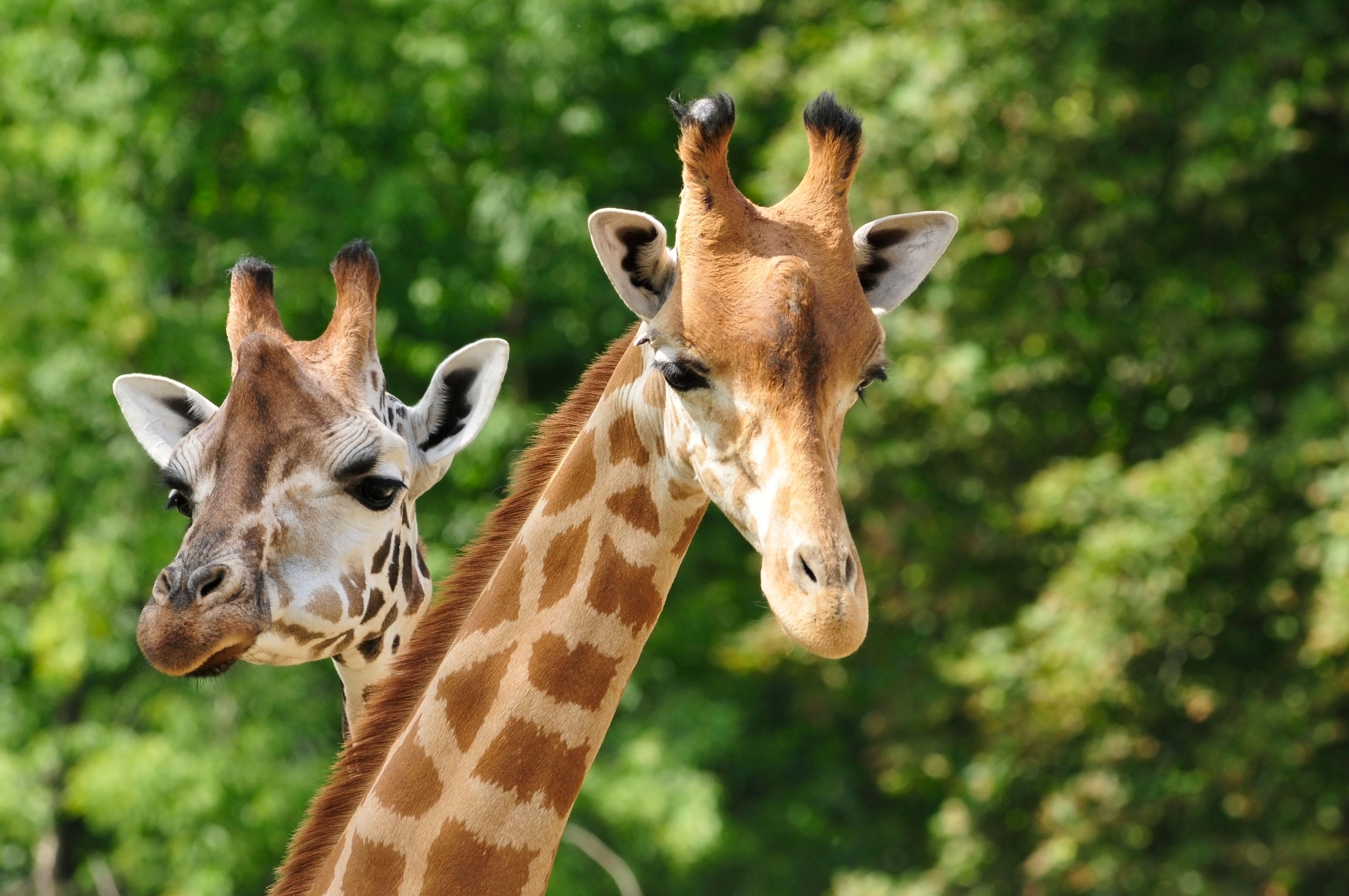 Two giraffes at a zoo