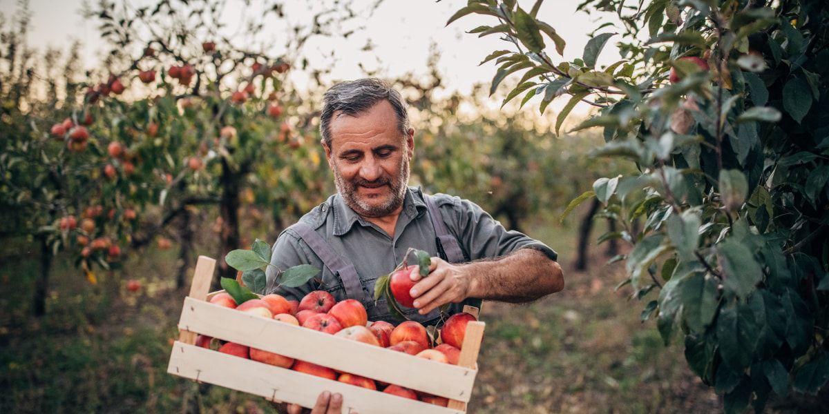 A local farmer picking ripened peaches