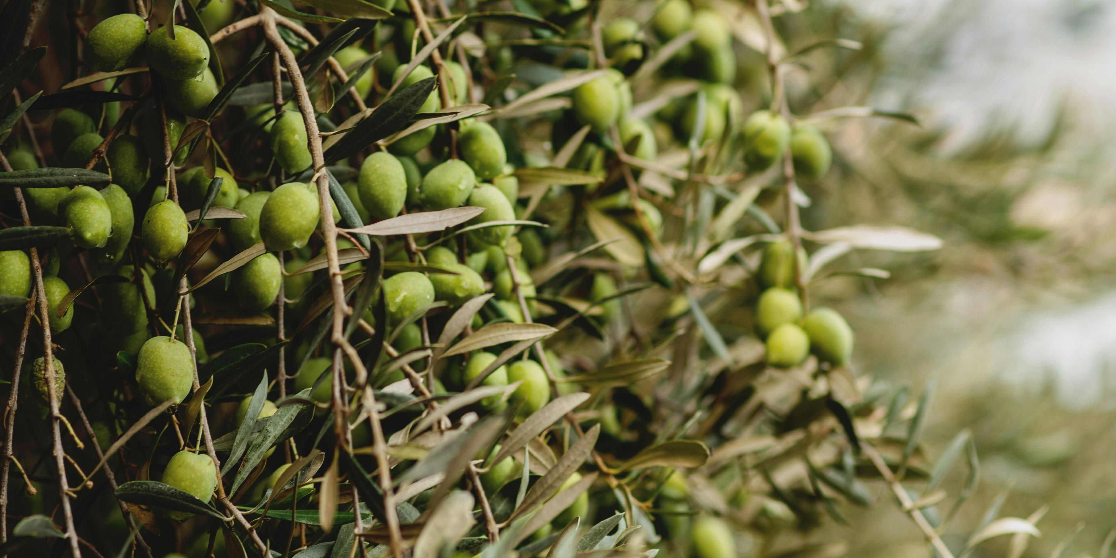 A majestic journey through Serra de Tramuntana's olive groves invites guests to explore age-old trees and a historic press, ending with a tasting of golden oils and pan amb oli—a soulful taste of Mallorca.