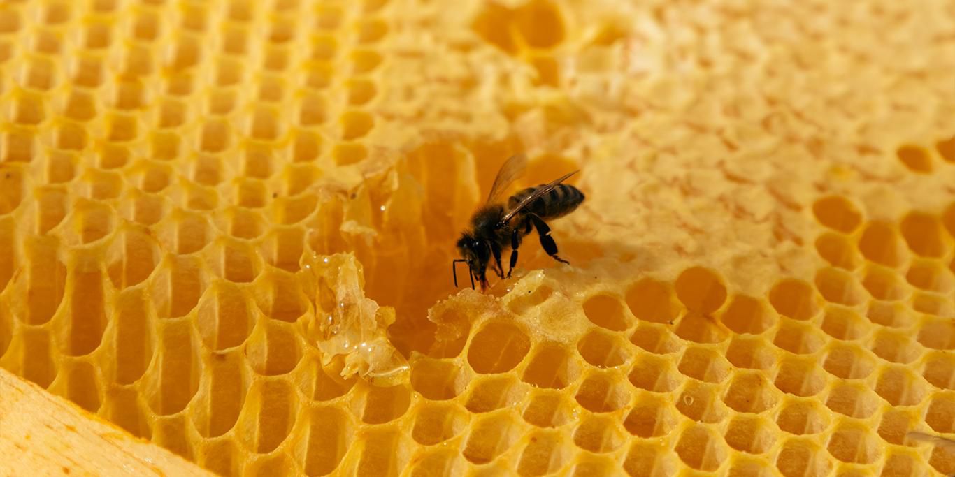 Finca Banyols has been reborn as a sanctuary of serenity, transforming its rich history into a multisensory experience. Offering honey directly from our hives, we want our guests to enjoy the experience of embracing the estate’s agricultural legacy while also savoring the understated elegance of the present.