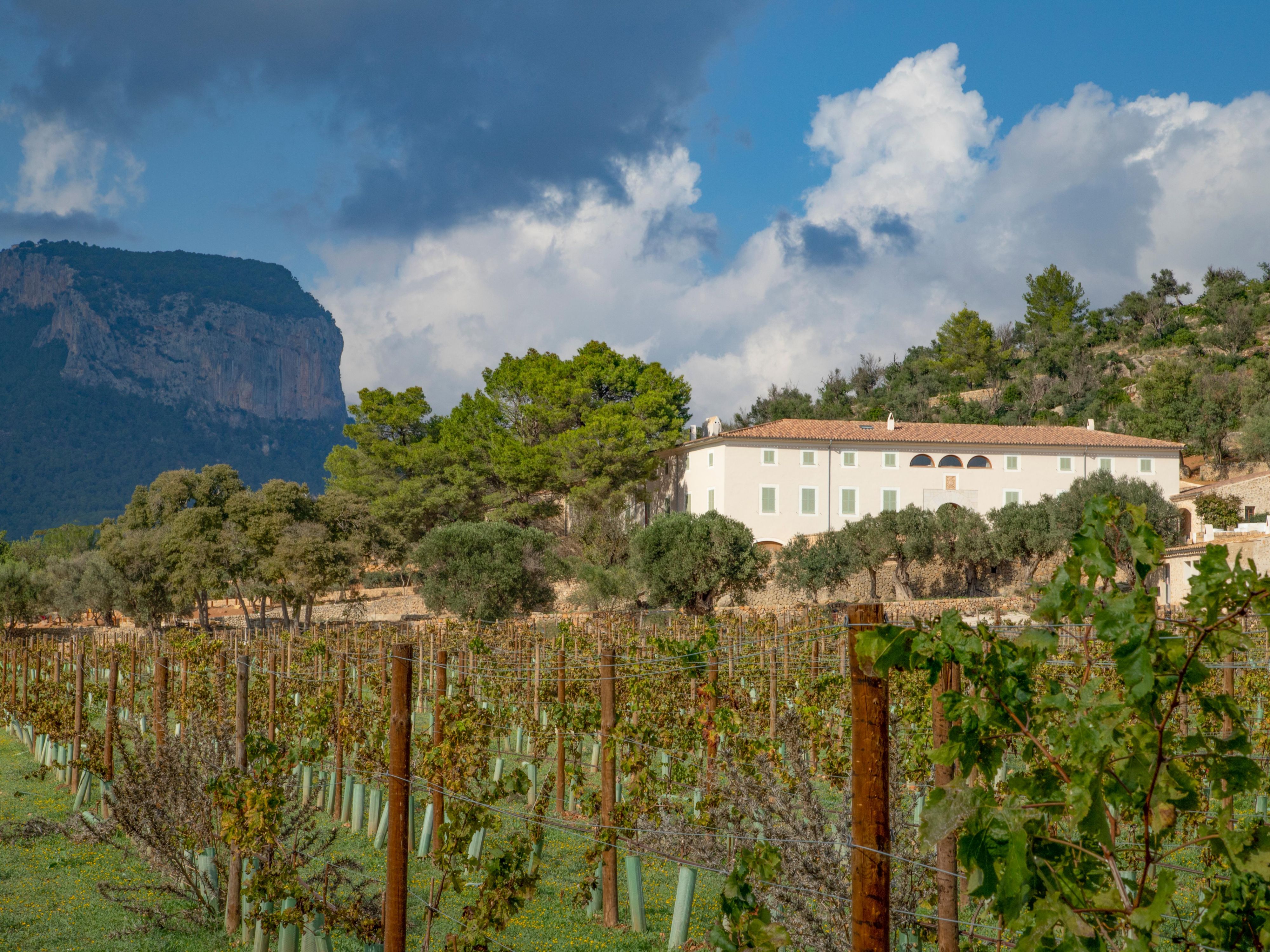 Vineyard view