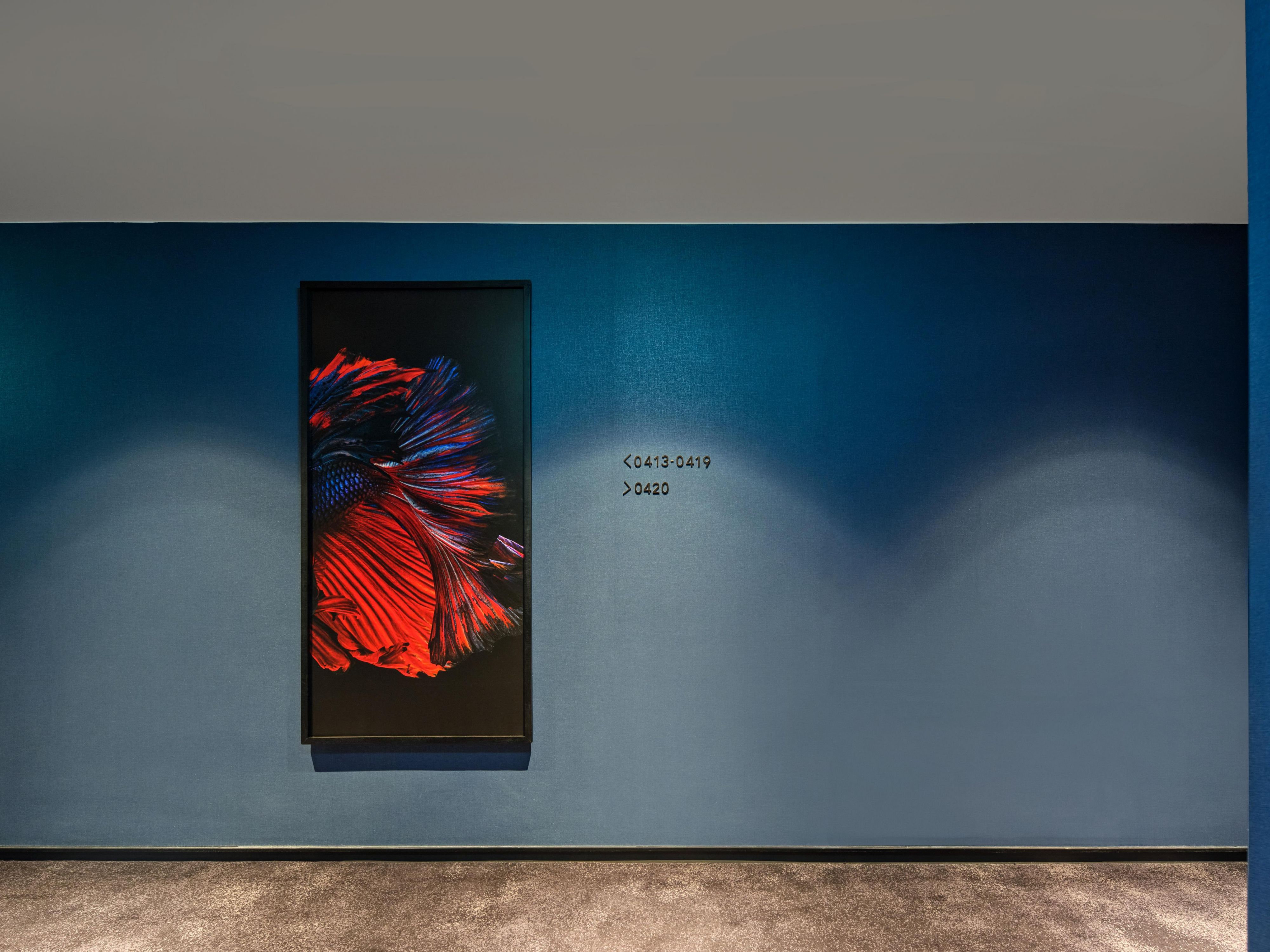 Siamese Fighting Fish