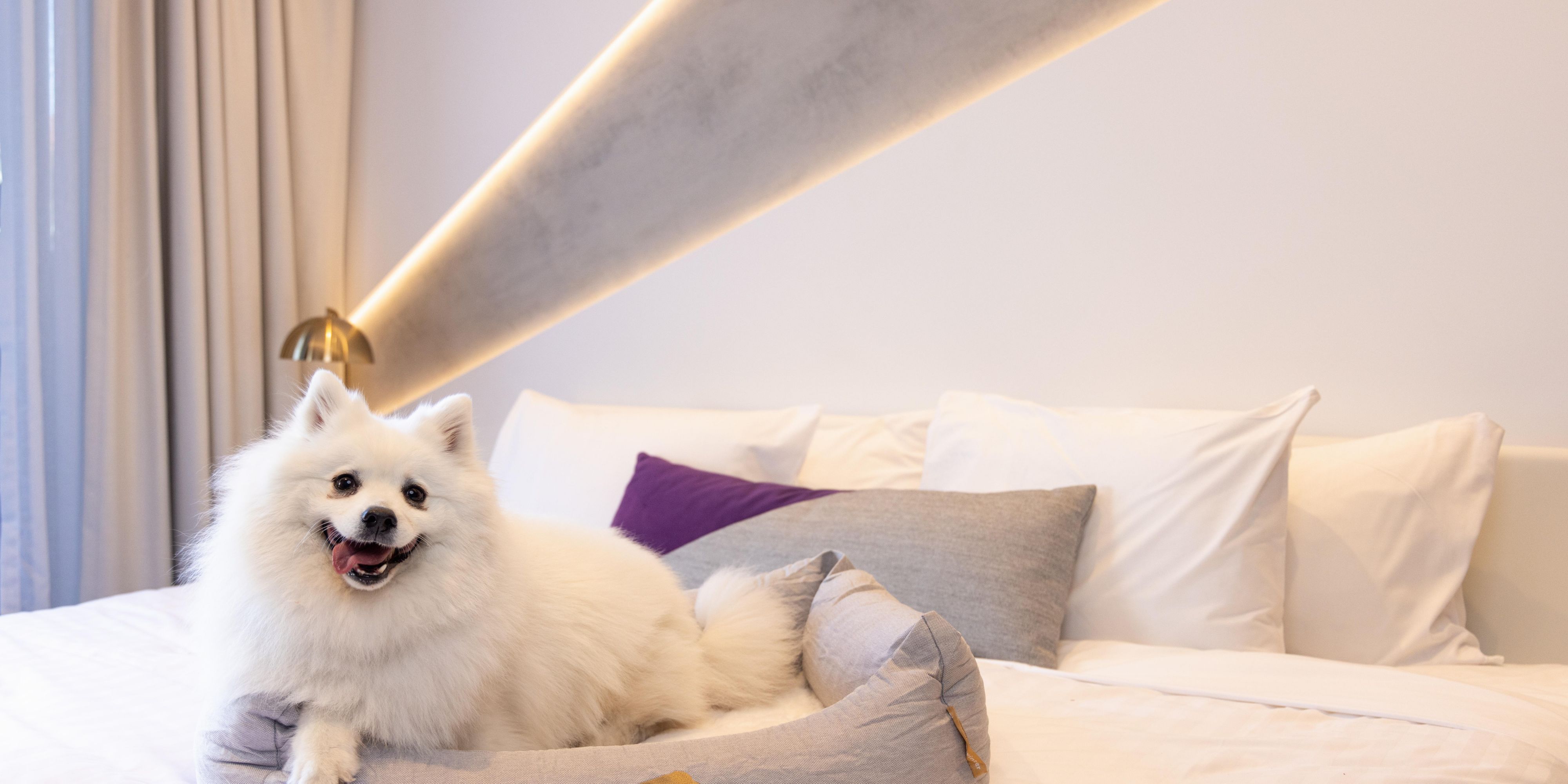 1 King Standard Balcony Dog Friendly