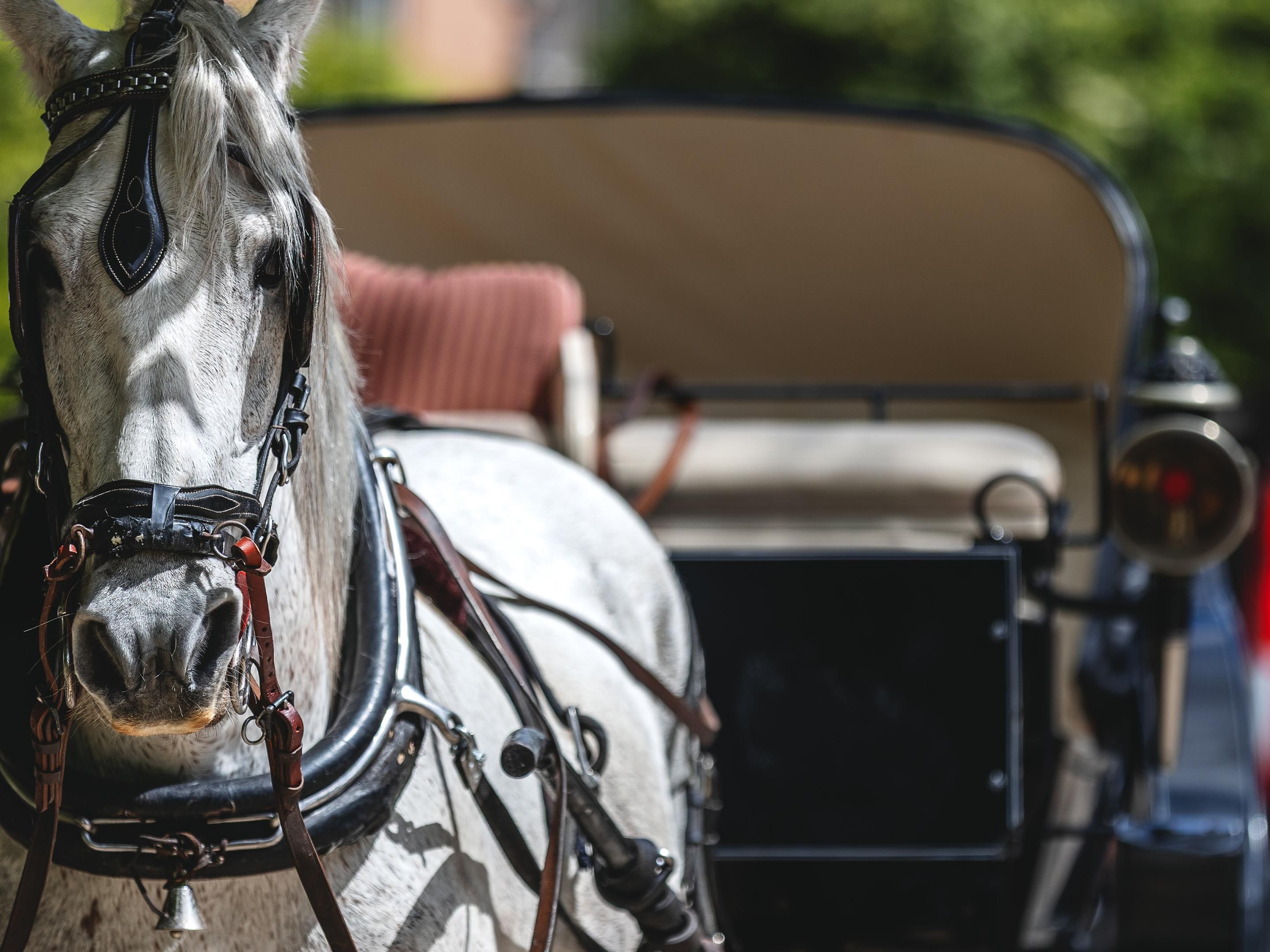 Horse-drawn carriage ride.