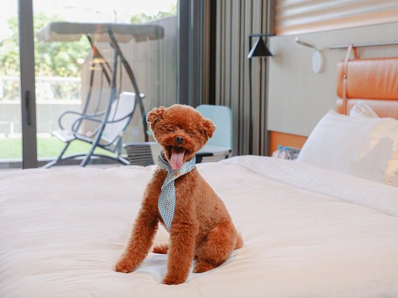 Guest Room - Premium Terrace Access Dog Friendly