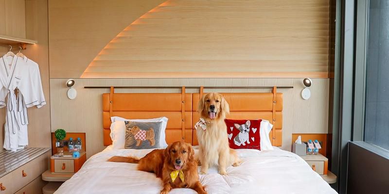 WM Hotel Hong Kong, Vignette Collection welcomes your furry friends with designated dog-friendly rooms. Our on-site shop, Woof Magic, offers a curated selection of top-quality pet products and professional pet grooming services. Experience a comprehensive dog-friendly experience in Sai Kung, the back garden of Hong Kong!
