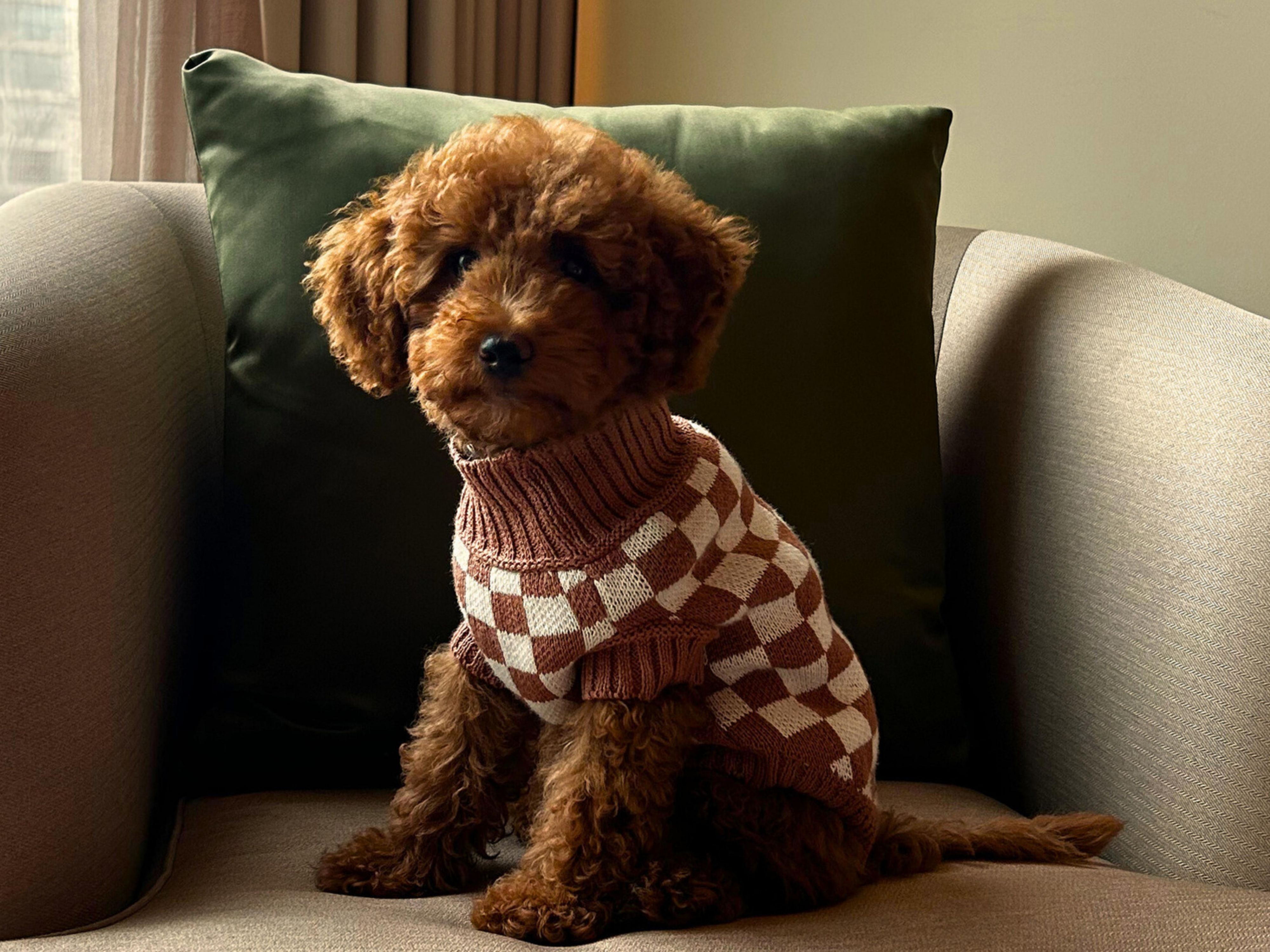 Cute dog sitting in a chair