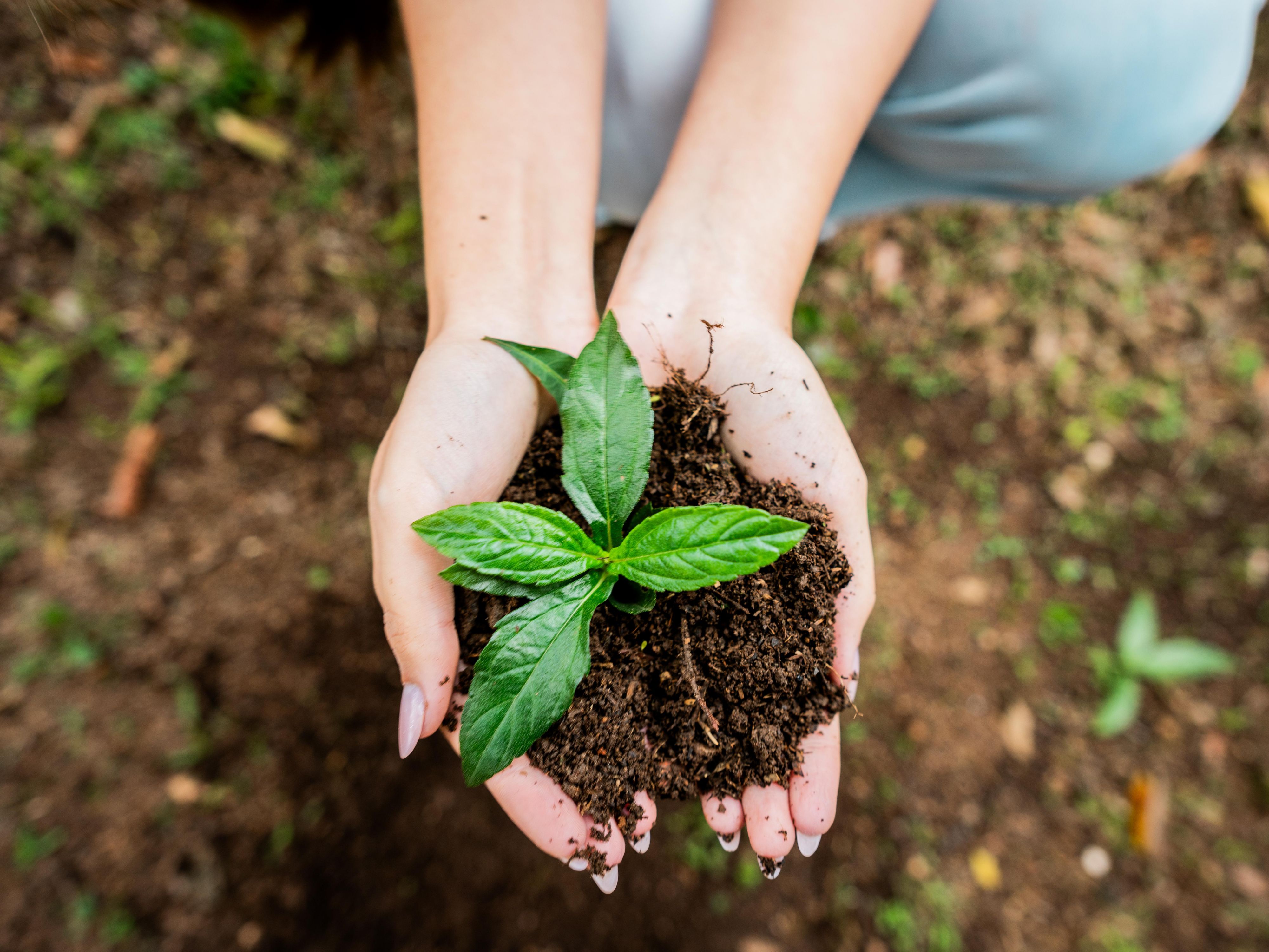 Hand holding a plant in dirt