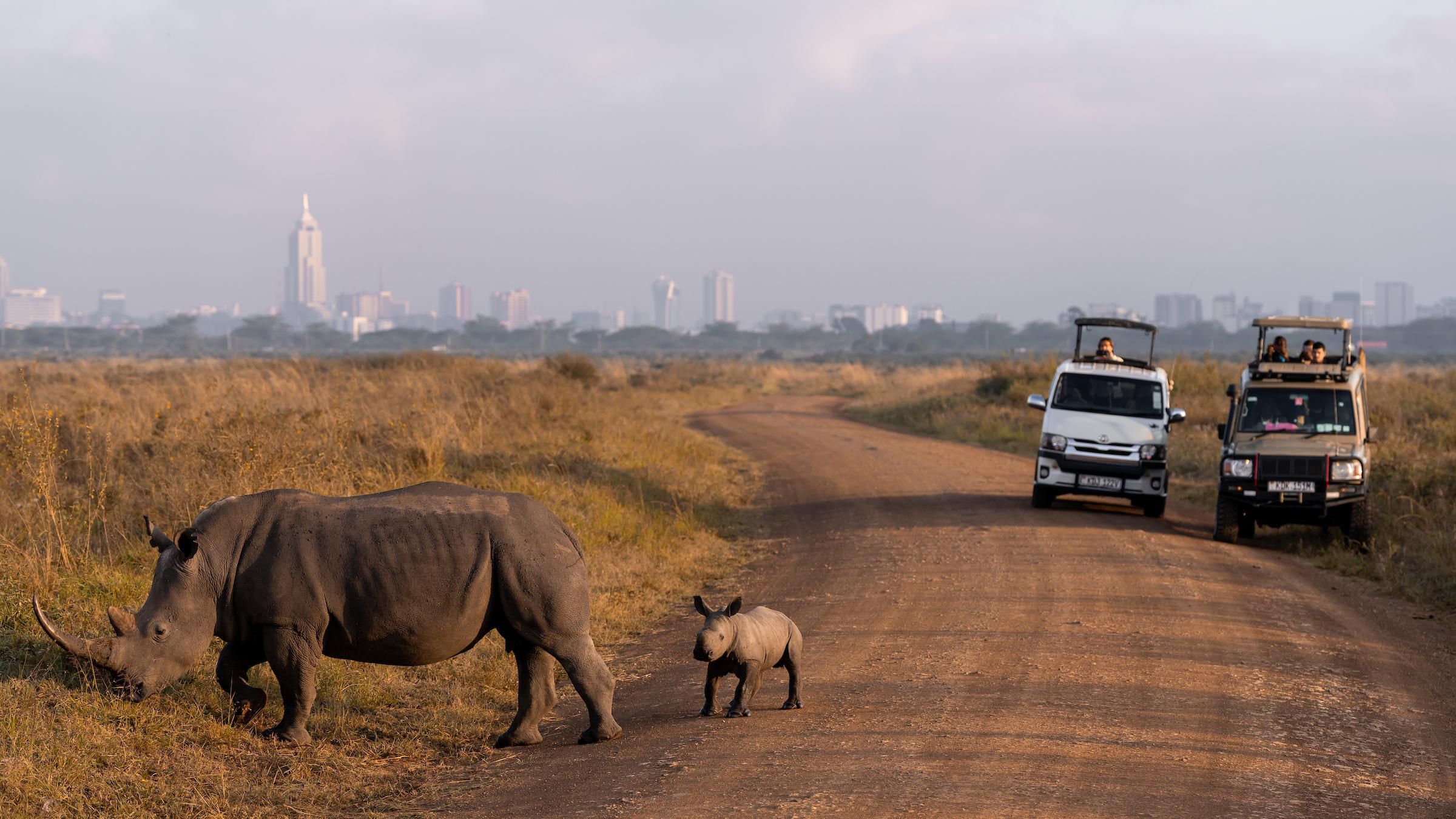 Wildlife experiences just minutes away