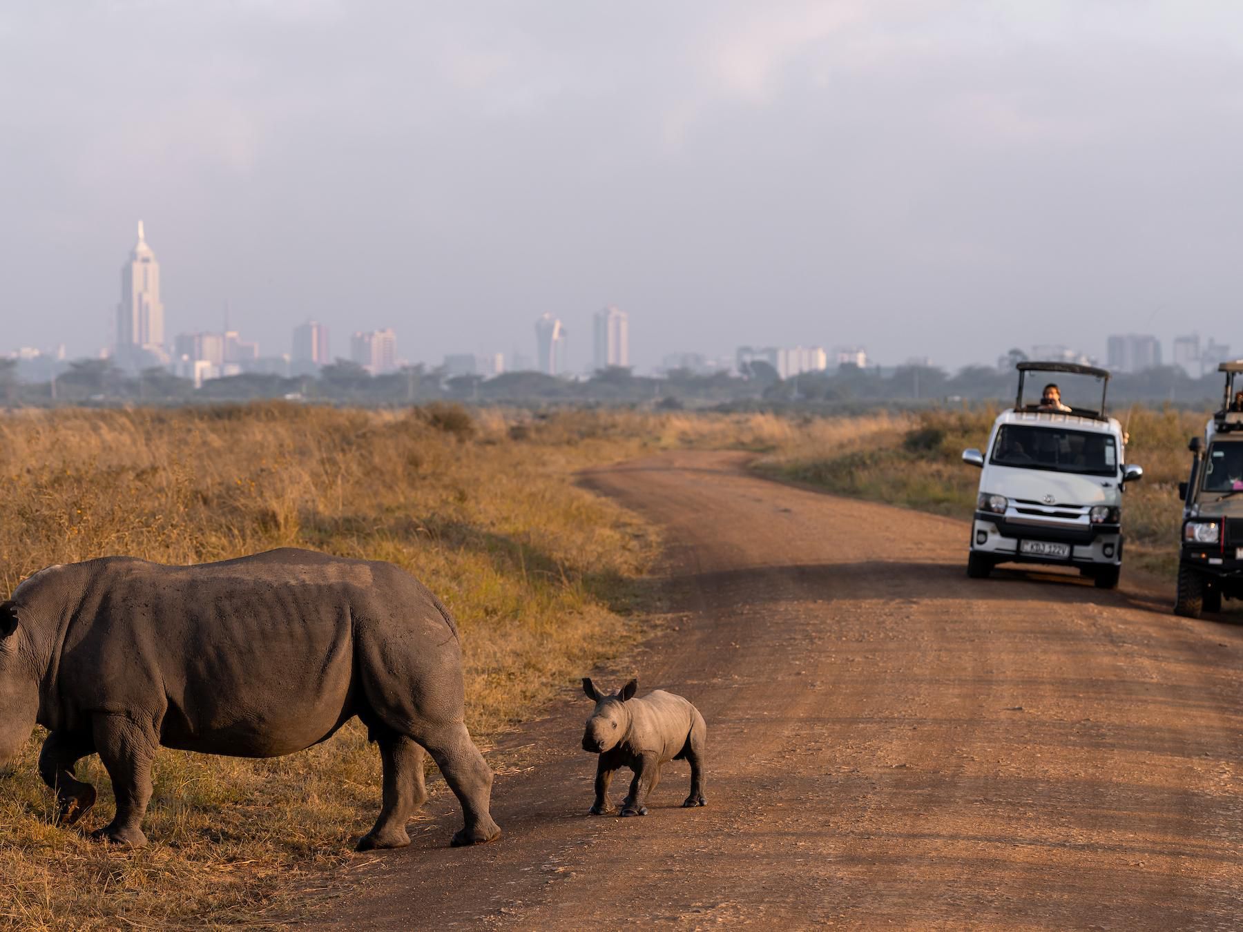 Wildlife experiences just minutes away