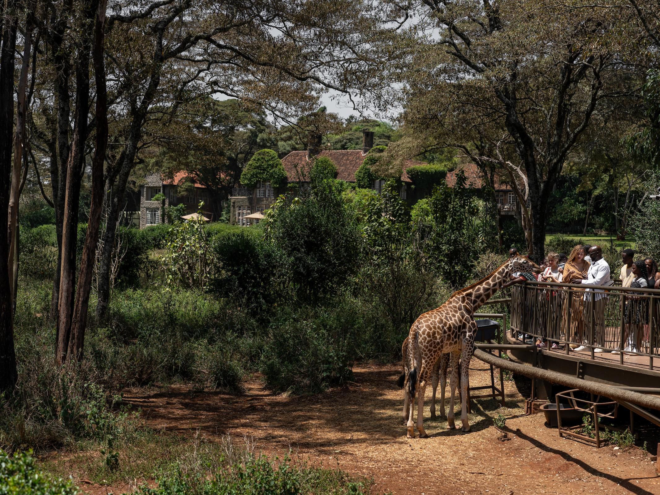 Giraffe encounters nearby