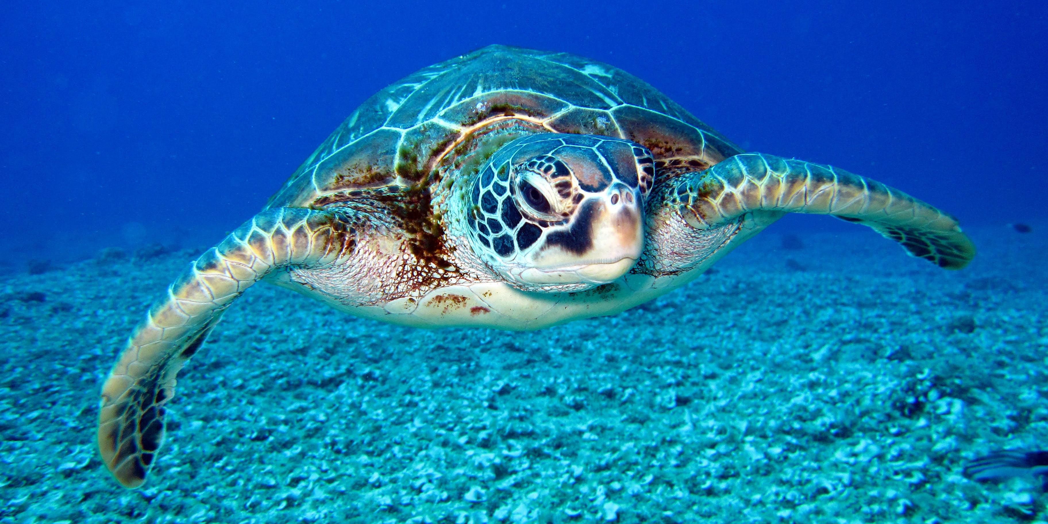 저희는 태국 해군 바다거북이 센터(Royal Thailand Navy Sea Turtle Center)와 협력하여 거북이 보호를 위해 최선을 다하고 있습니다. 고객들은 격주로 열리는 팡아(Phang Nga) 여행에 참여하고, 연간 석방의 날을 기념하고, 기념품 구매를 통해 이 장엄한 생물의 보전을 지원하는 행사에 참여할 수 있습니다.