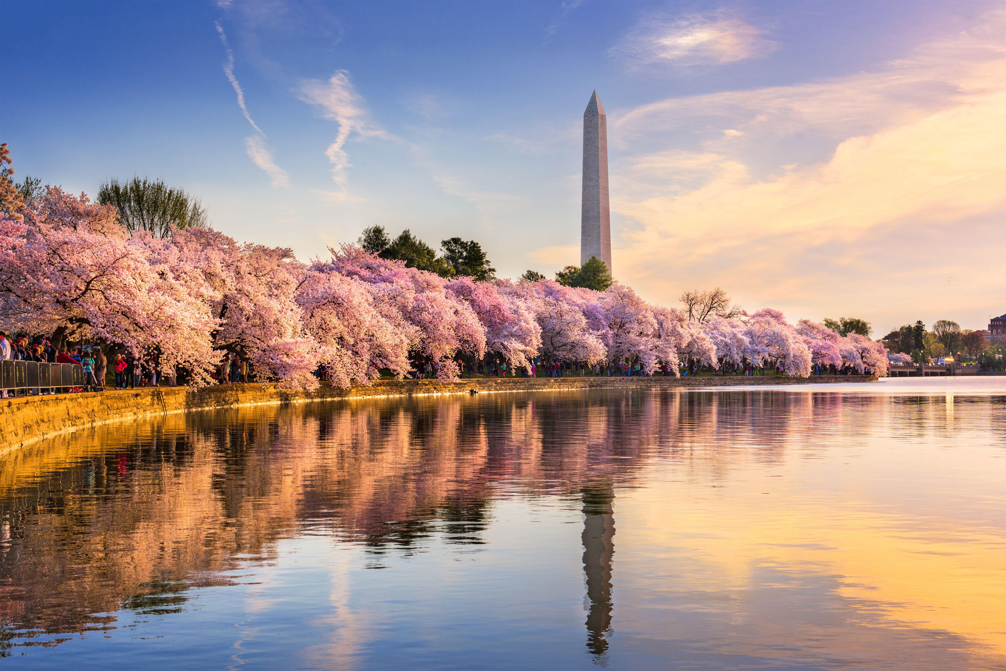 View of Cherry Blossoms surrounding the Tidal Basin
