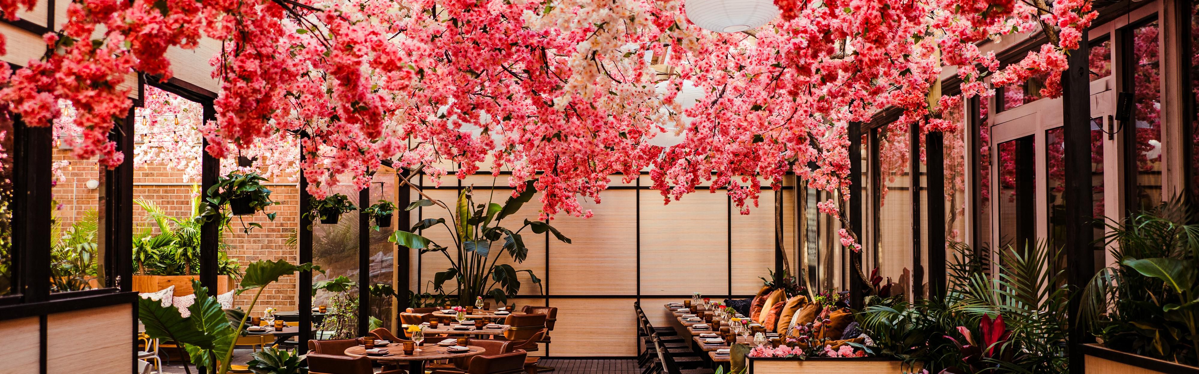 Cherry Blossoms at Mercy Me.