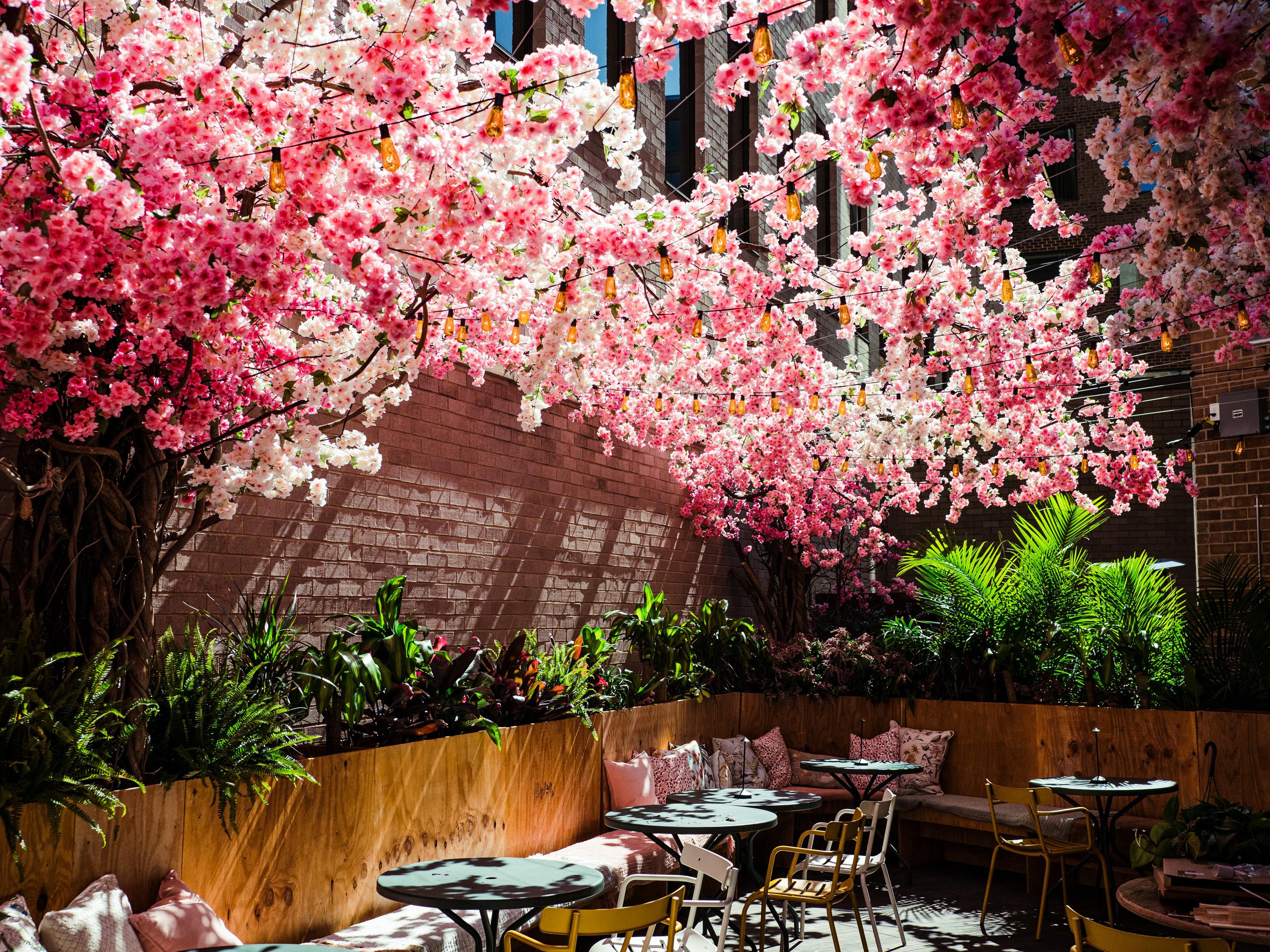 Cherry Blossoms at Mercy Me