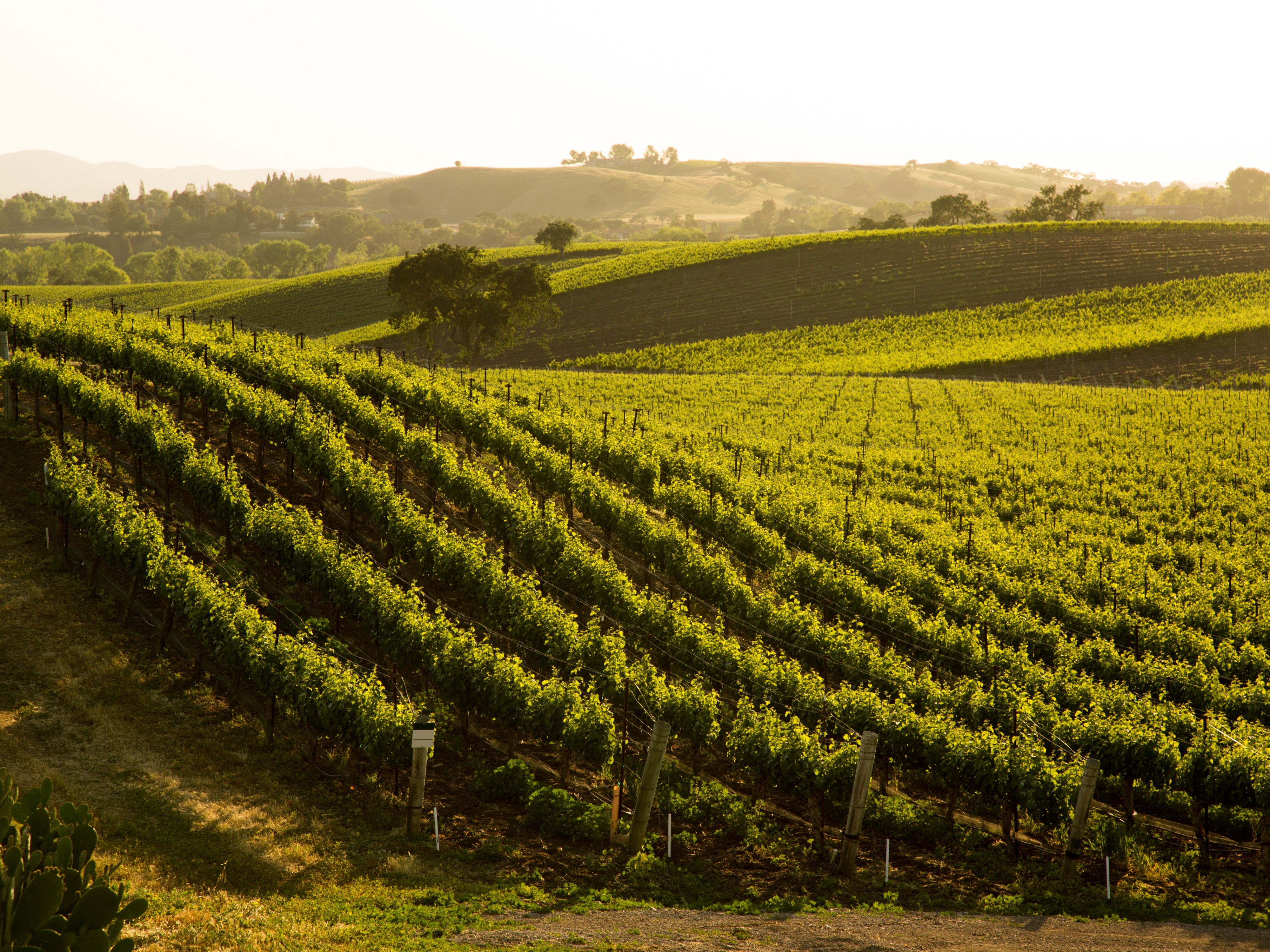 Take a look at the vineyard