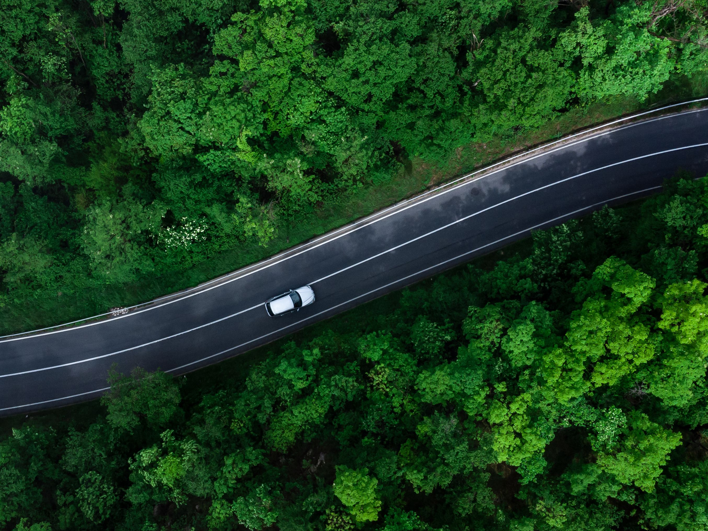 car driving on road through trees