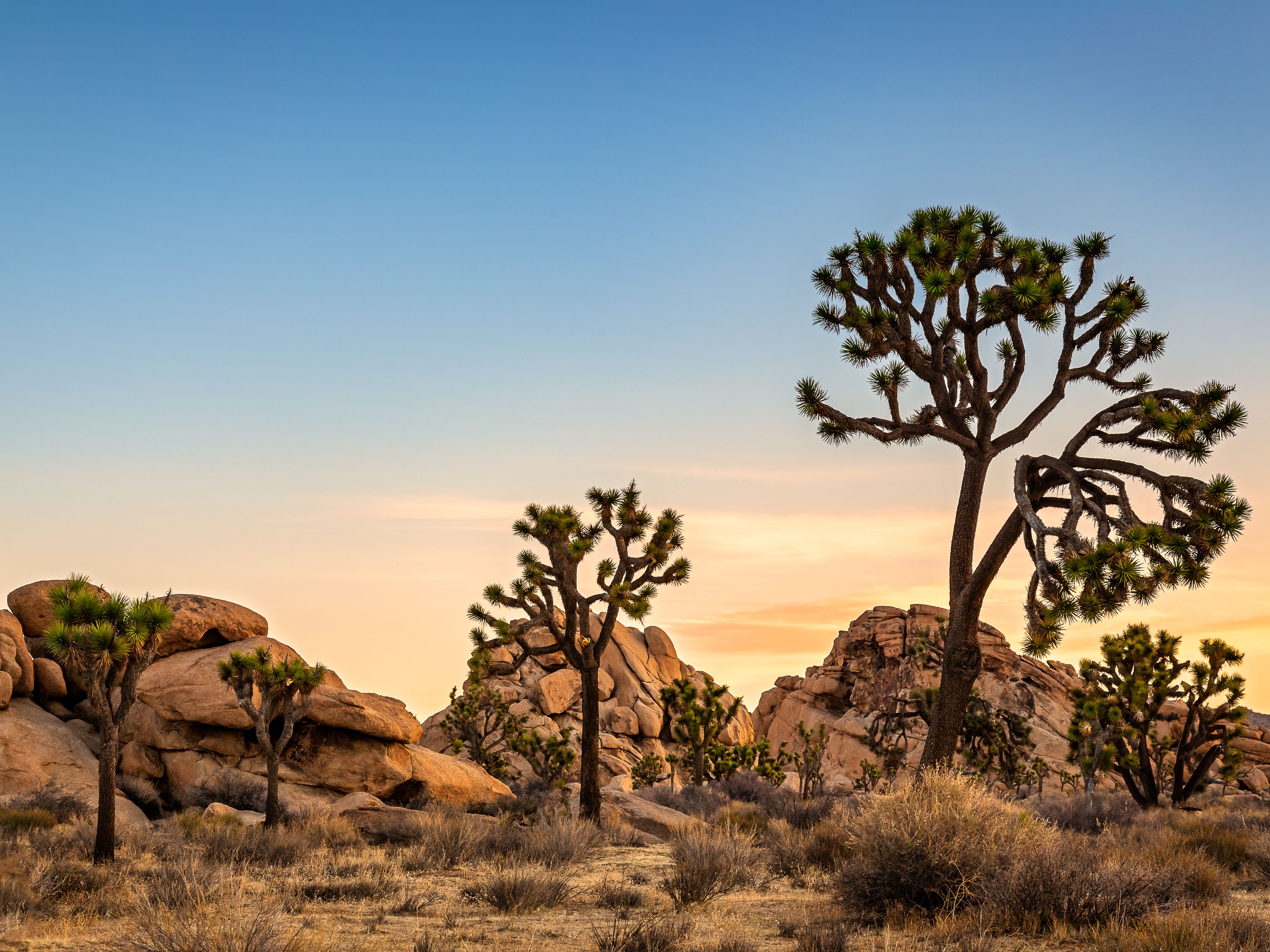 Joshua Tree