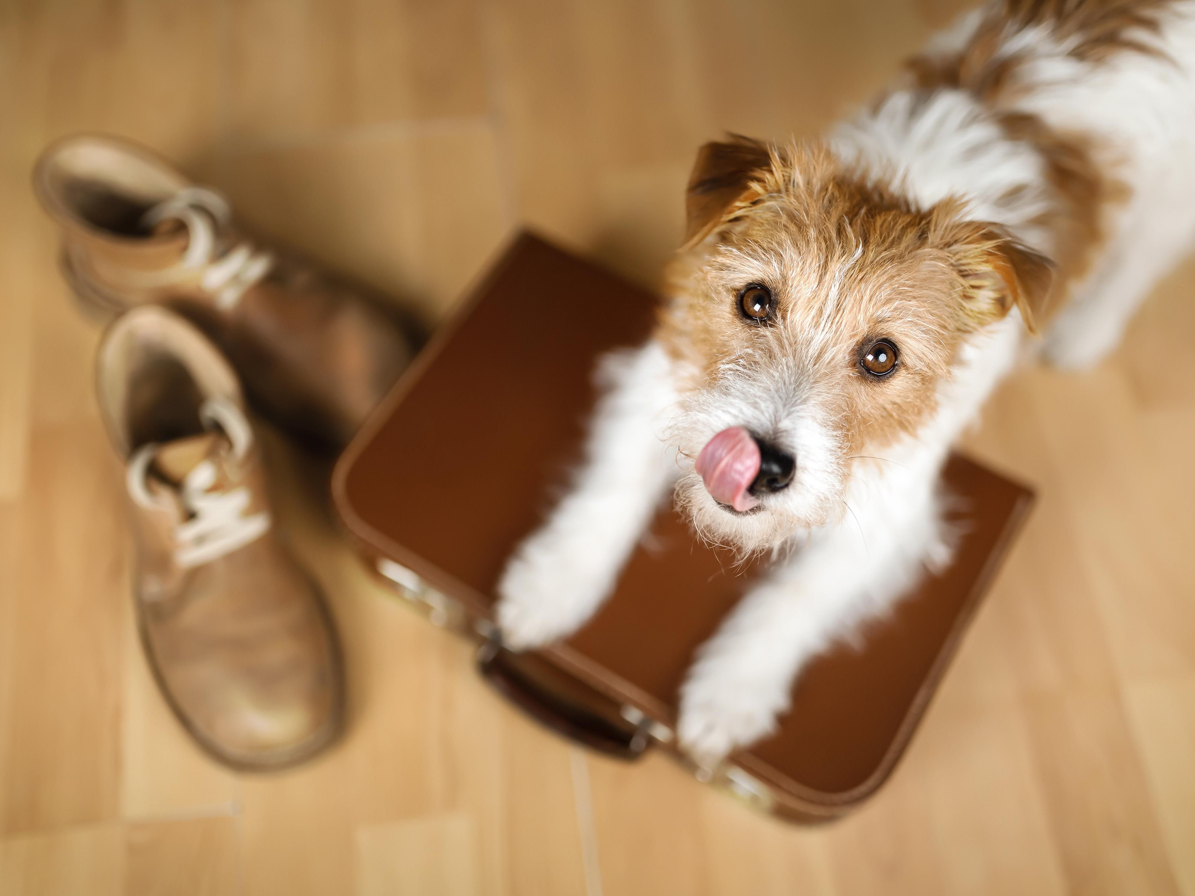 dog on a suitcase