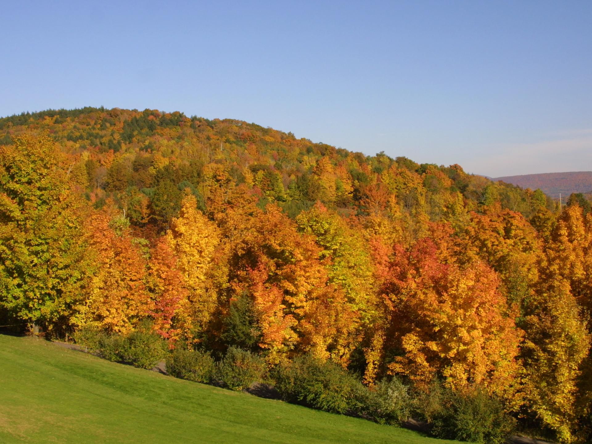 Autumn leaves in Catskill.