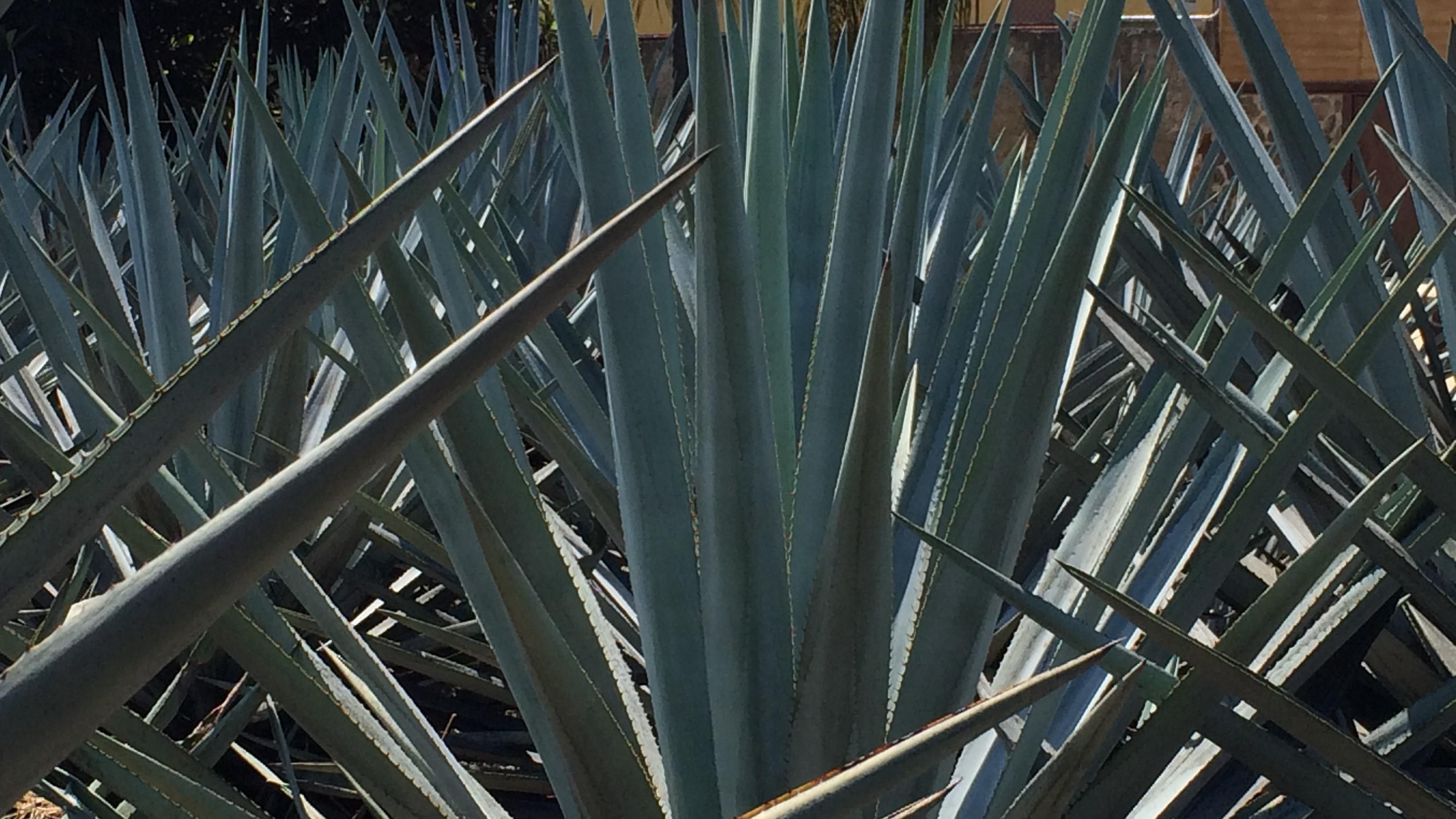 Tequila, Downtown