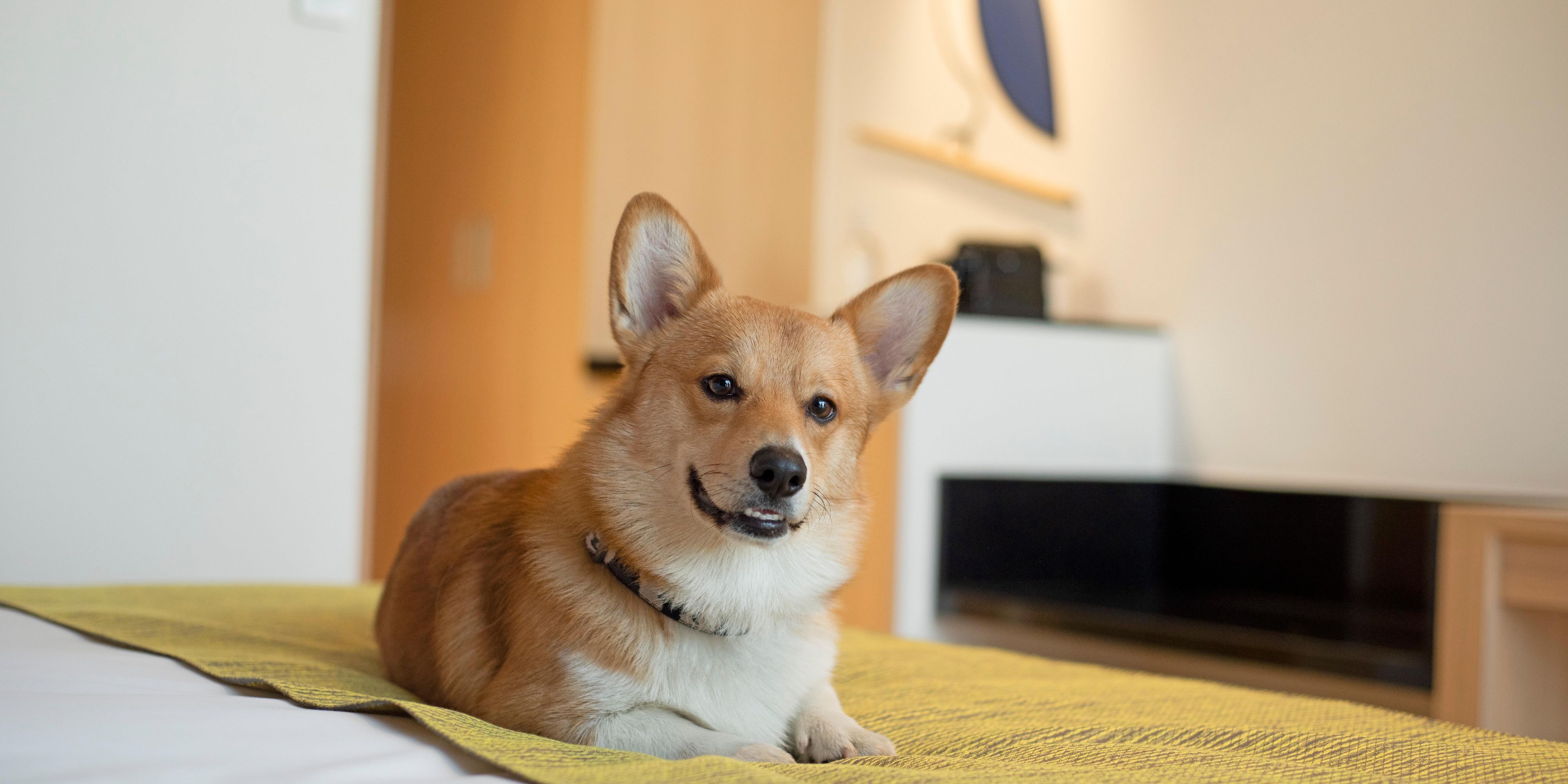We make traveling with your pets easy at voco Guadalajara Neruda. Located in Guadalajara’s most prestigious neighborhood, our pet-friendly hotel accepts one pet per room up to 36 kg. Our hotel is near pet-friendly urban parks, historic plazas, and outdoor dining for walks and fresh air. We require a non-refundable fee of 600.00 MXN per night. 