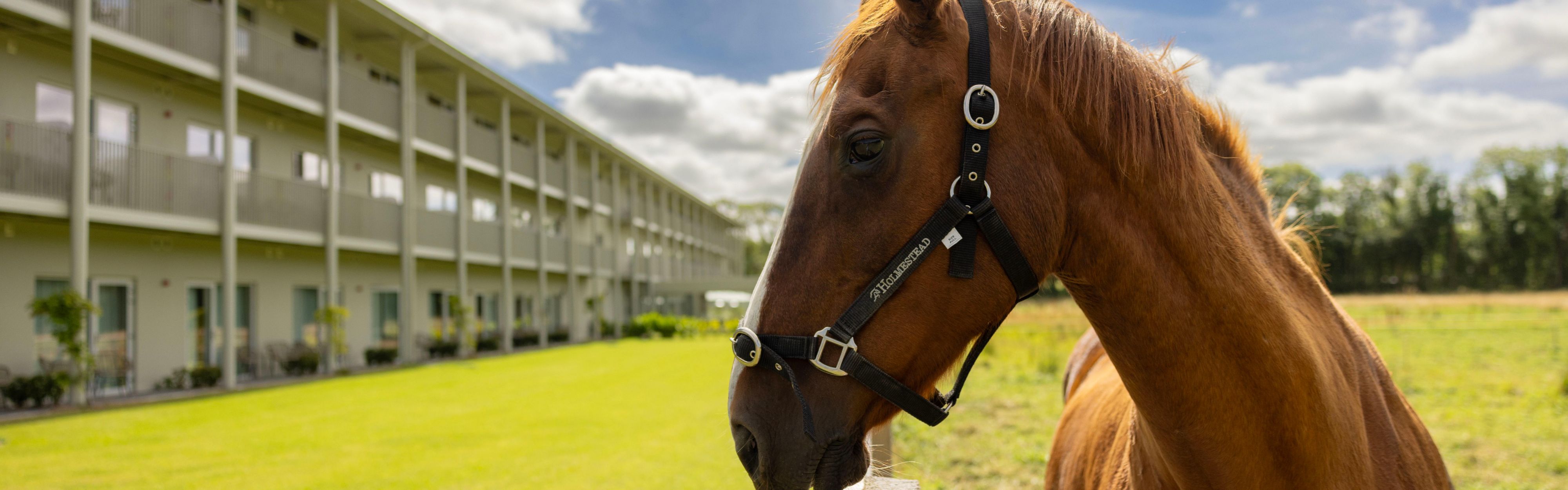 $hotelInfo.mediaDetails.welcomePhotos.primaryPhoto.caption}