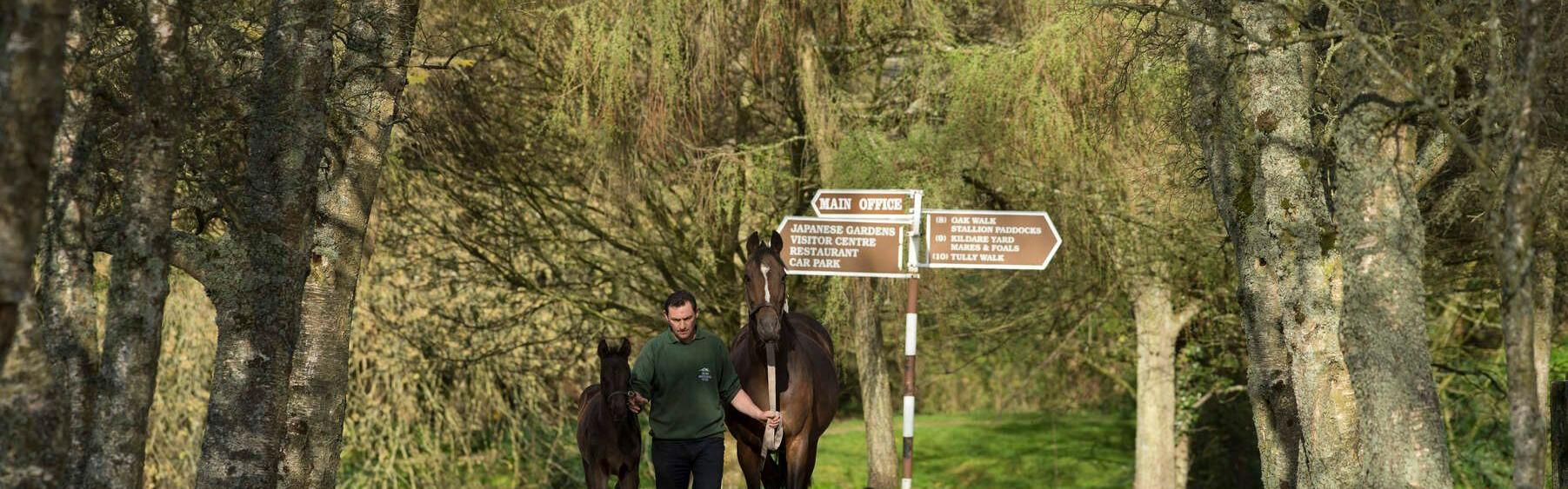 Irish National Stud Farm 