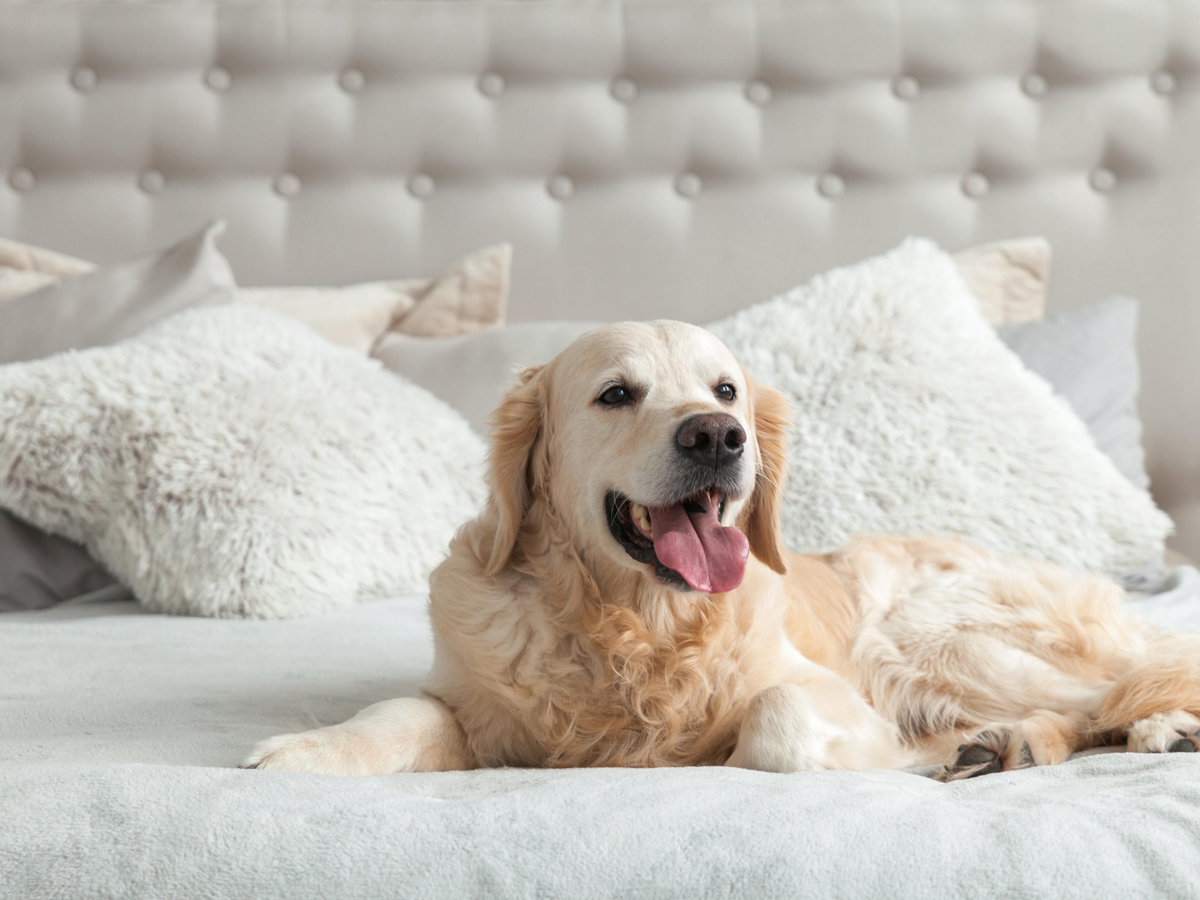 Dog laying on bed
