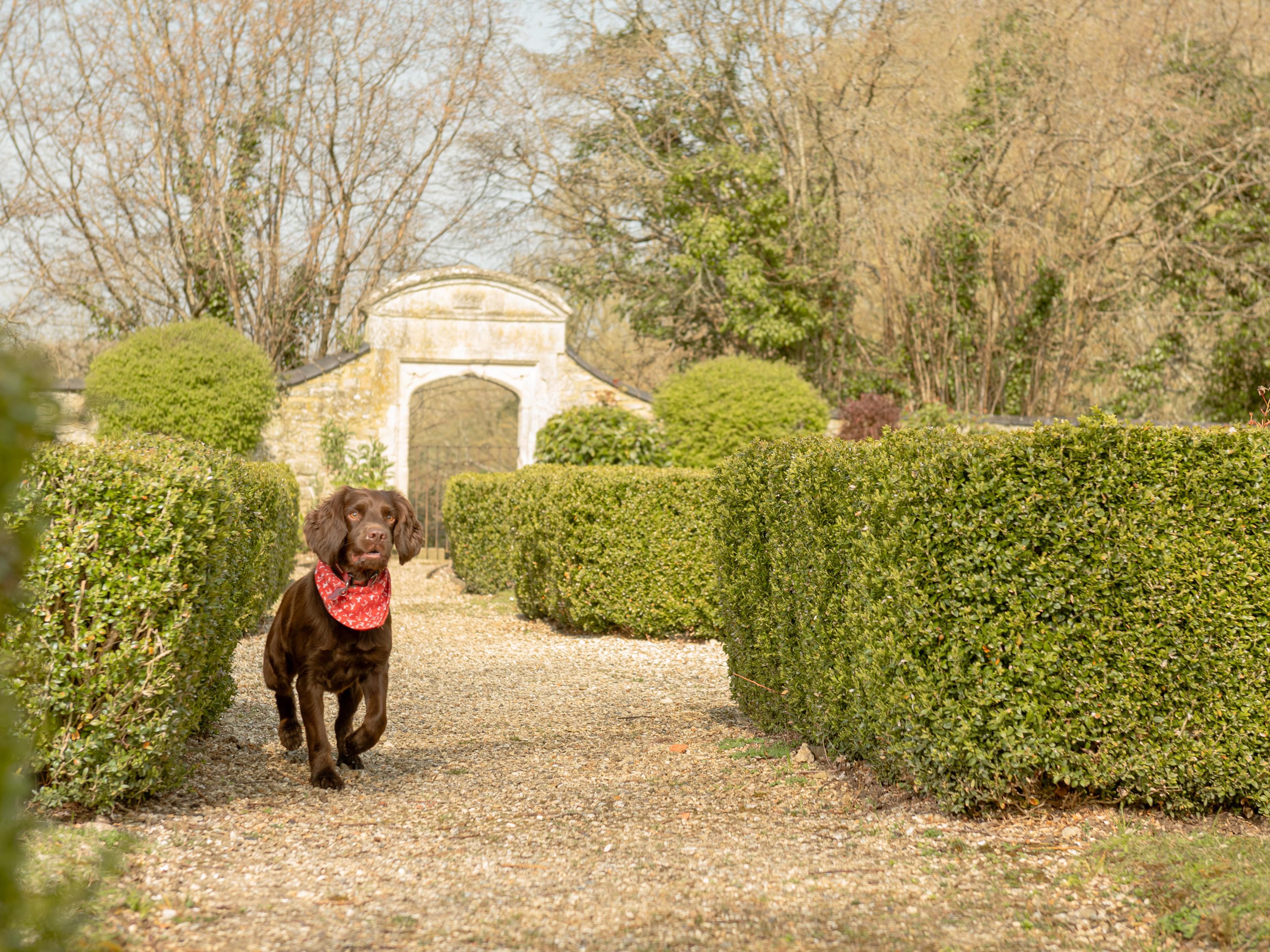 dog running through gardens