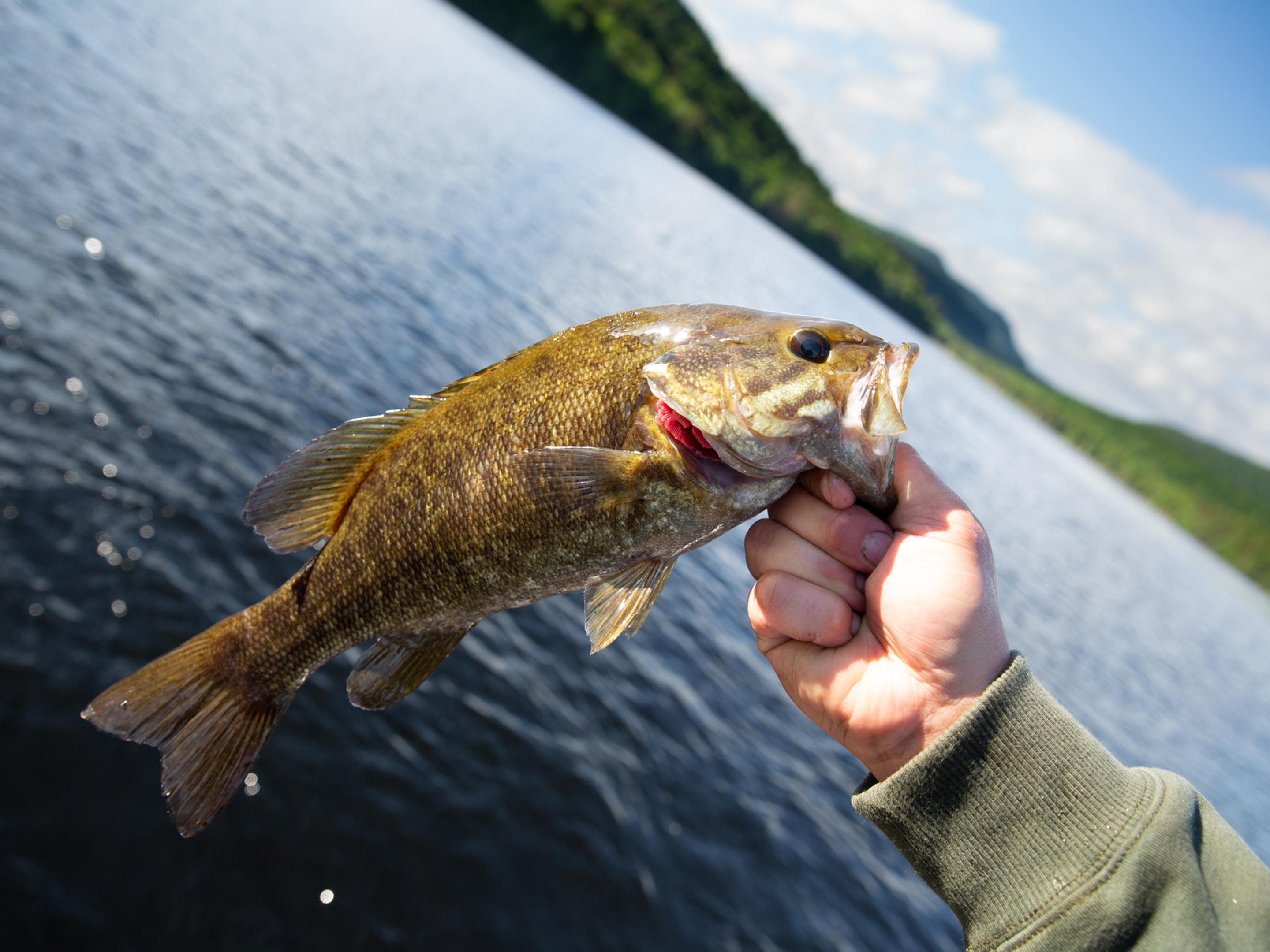 Caught fish