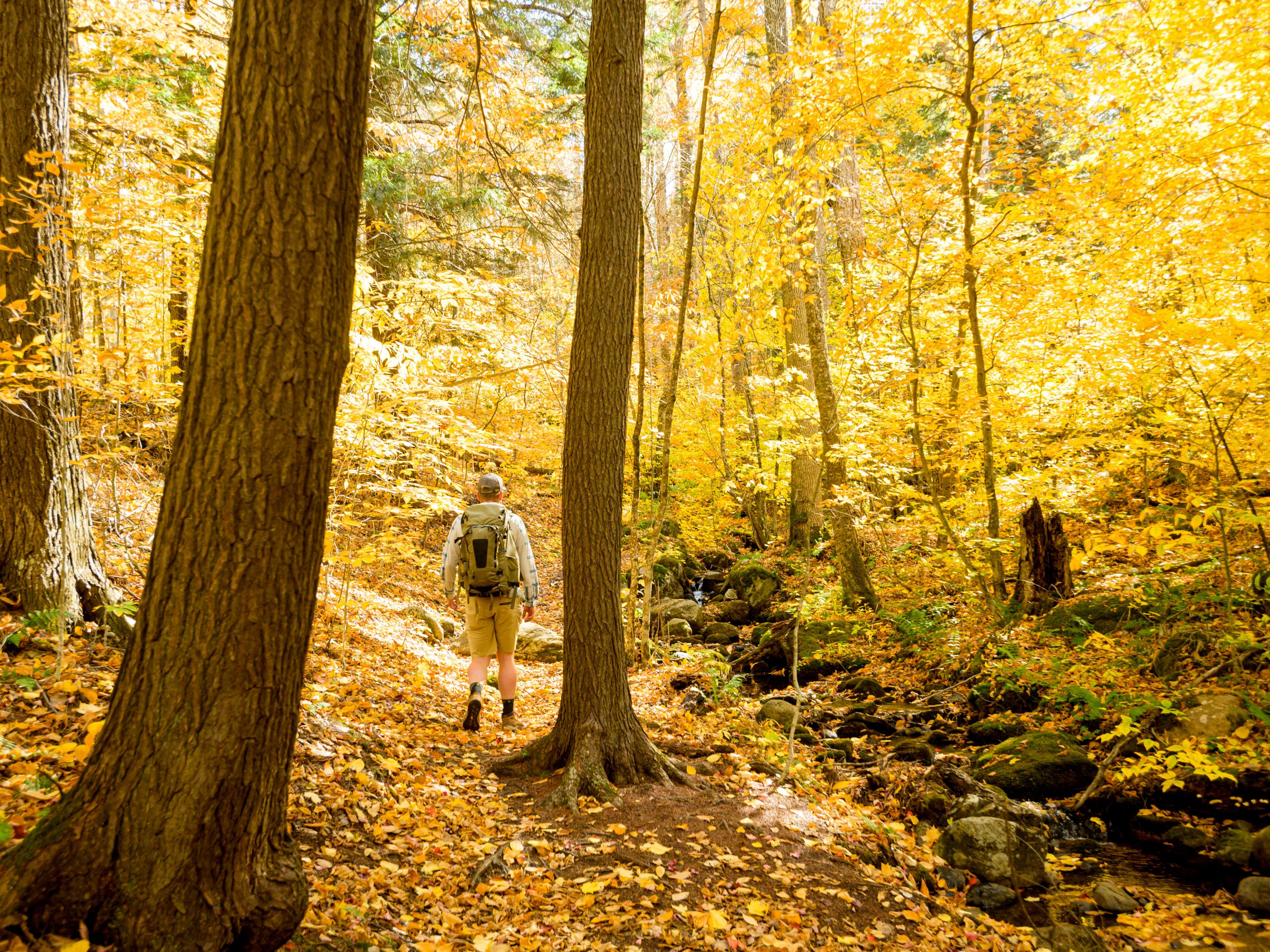 The beauty of the golden leaves of autumn