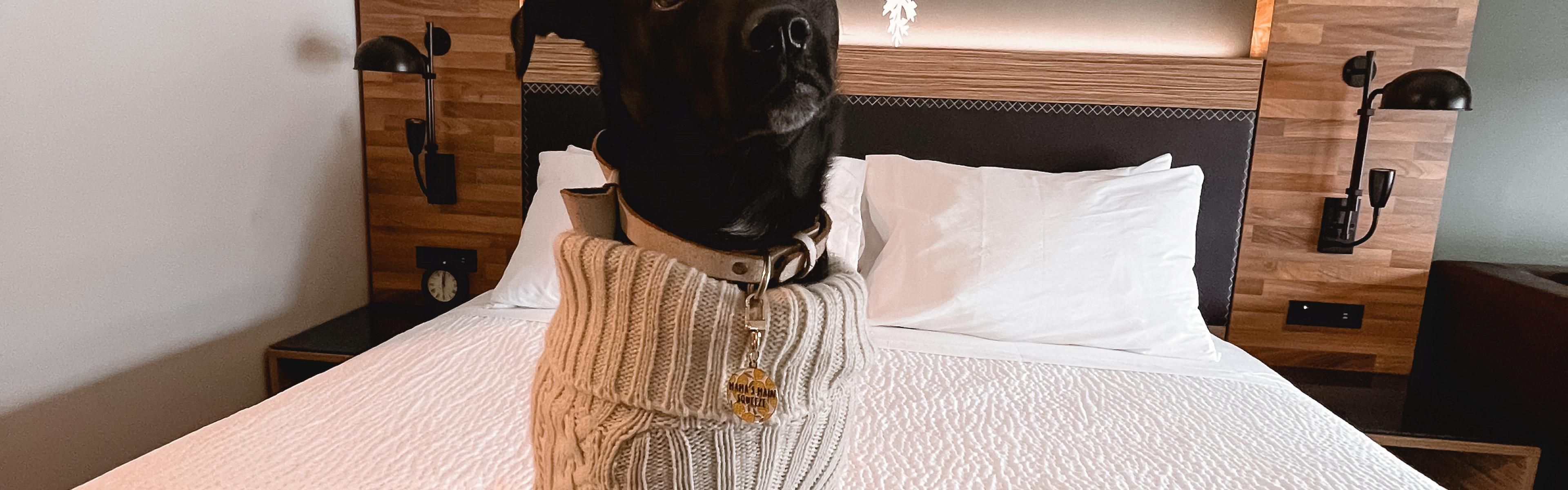 Good dog sitting on a bed