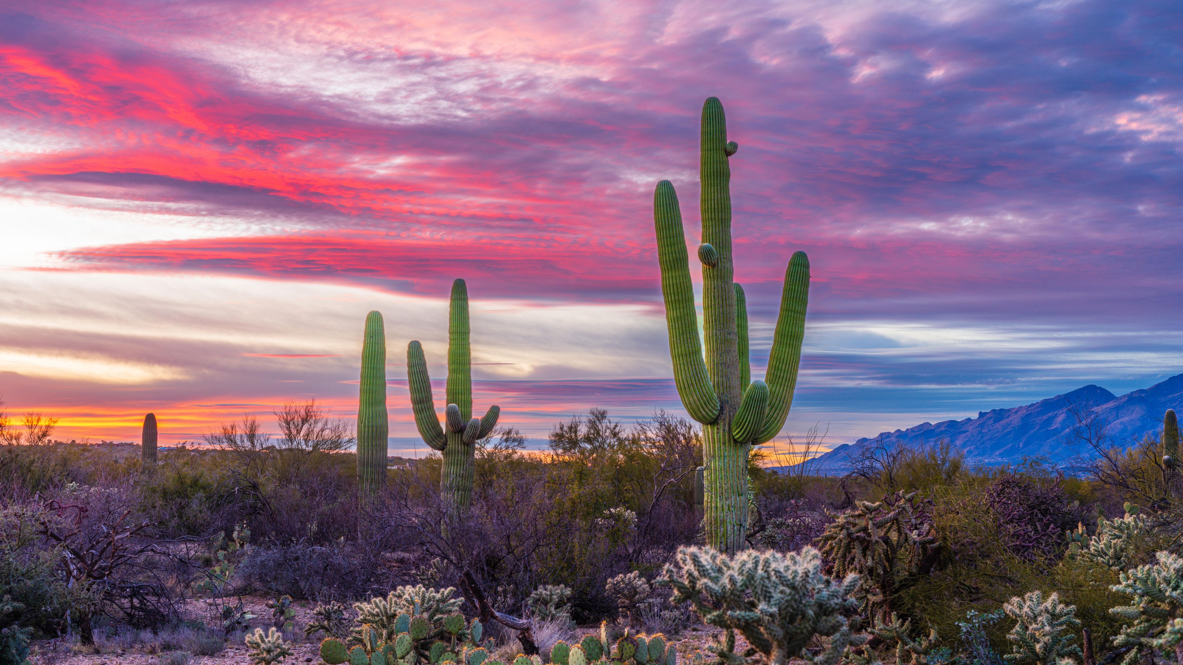 Explore the Tucson desert at sunset.