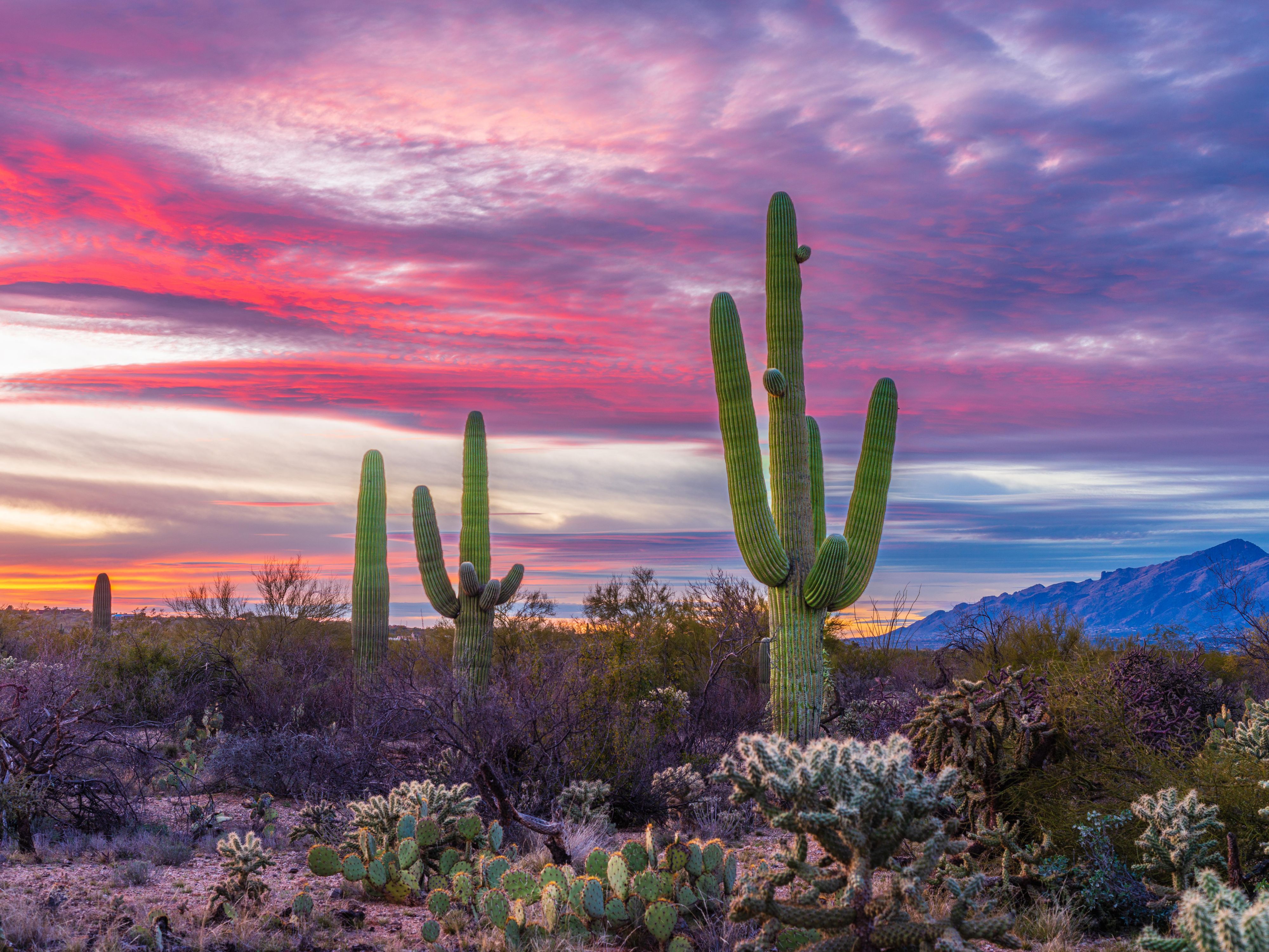 Saguaro National Park