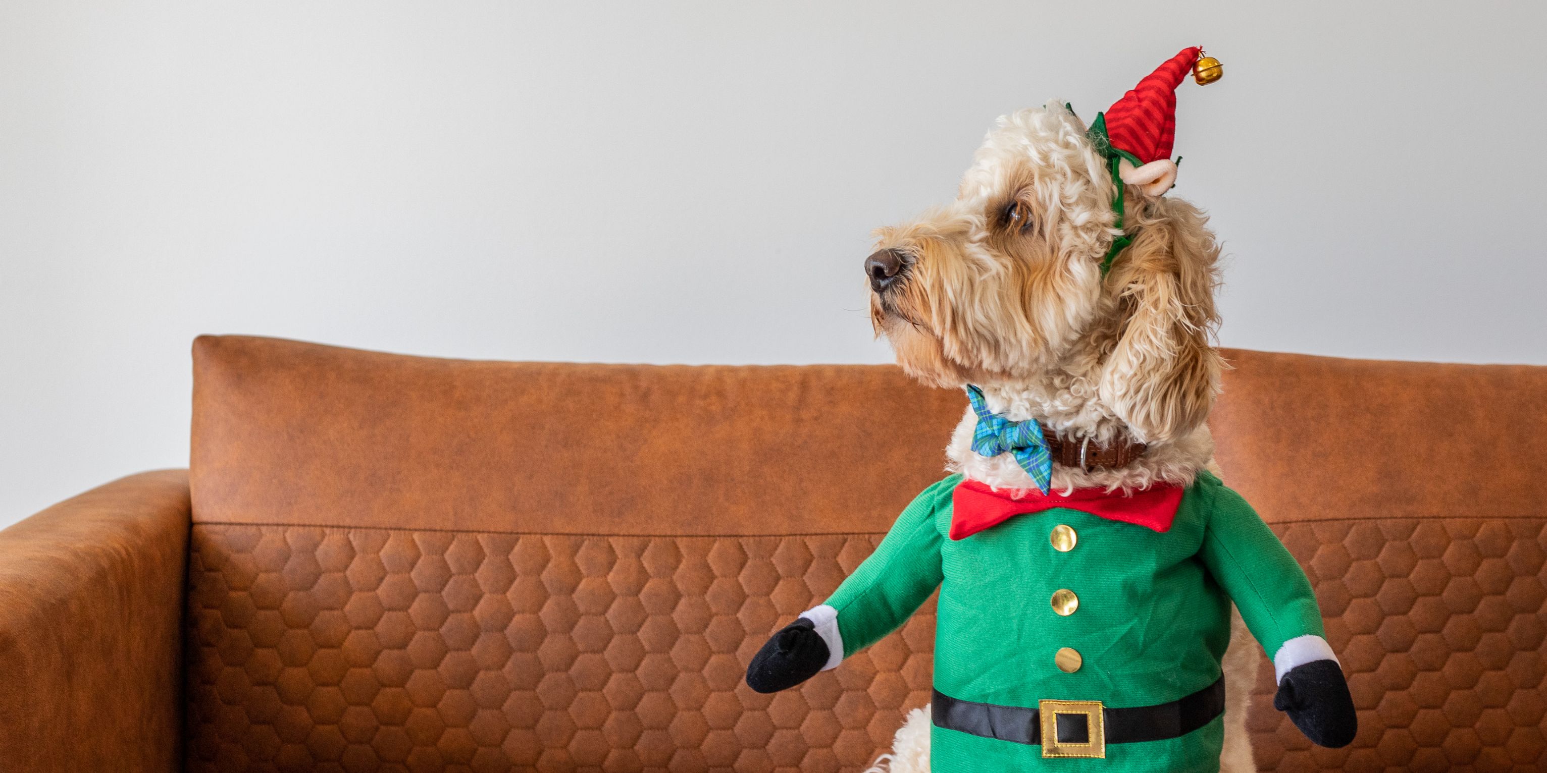 dog in a Christmas outfit