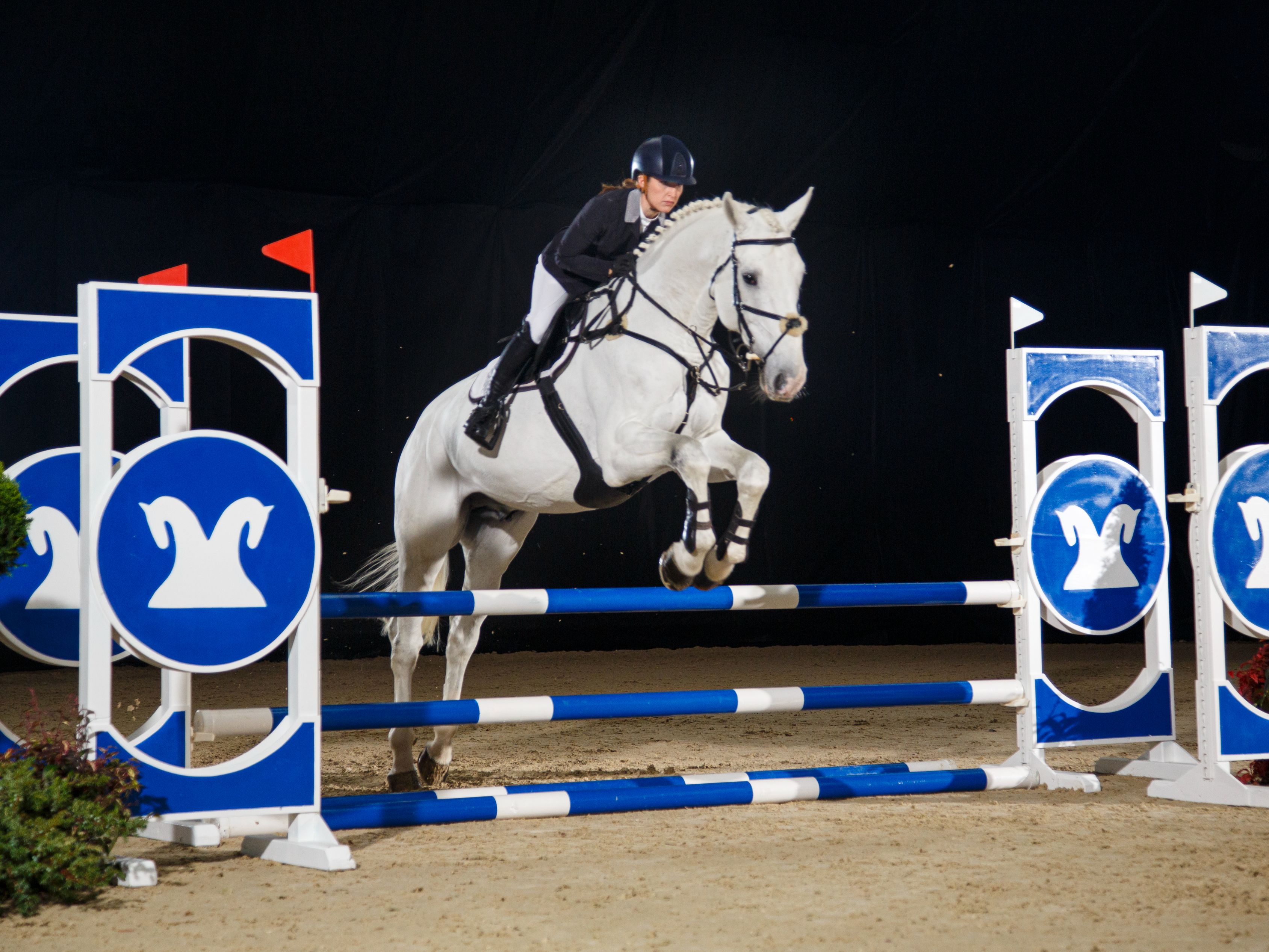 horse show