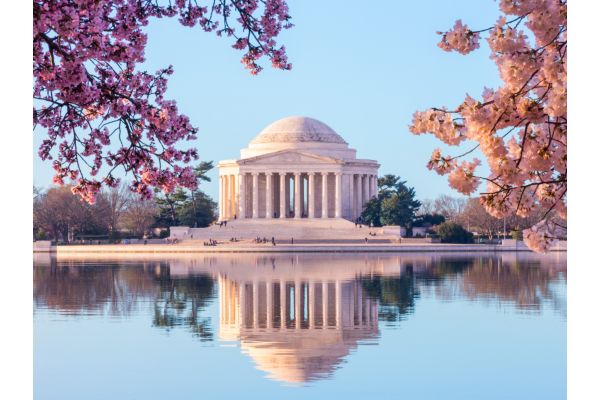 Cherry Blossoms in DC