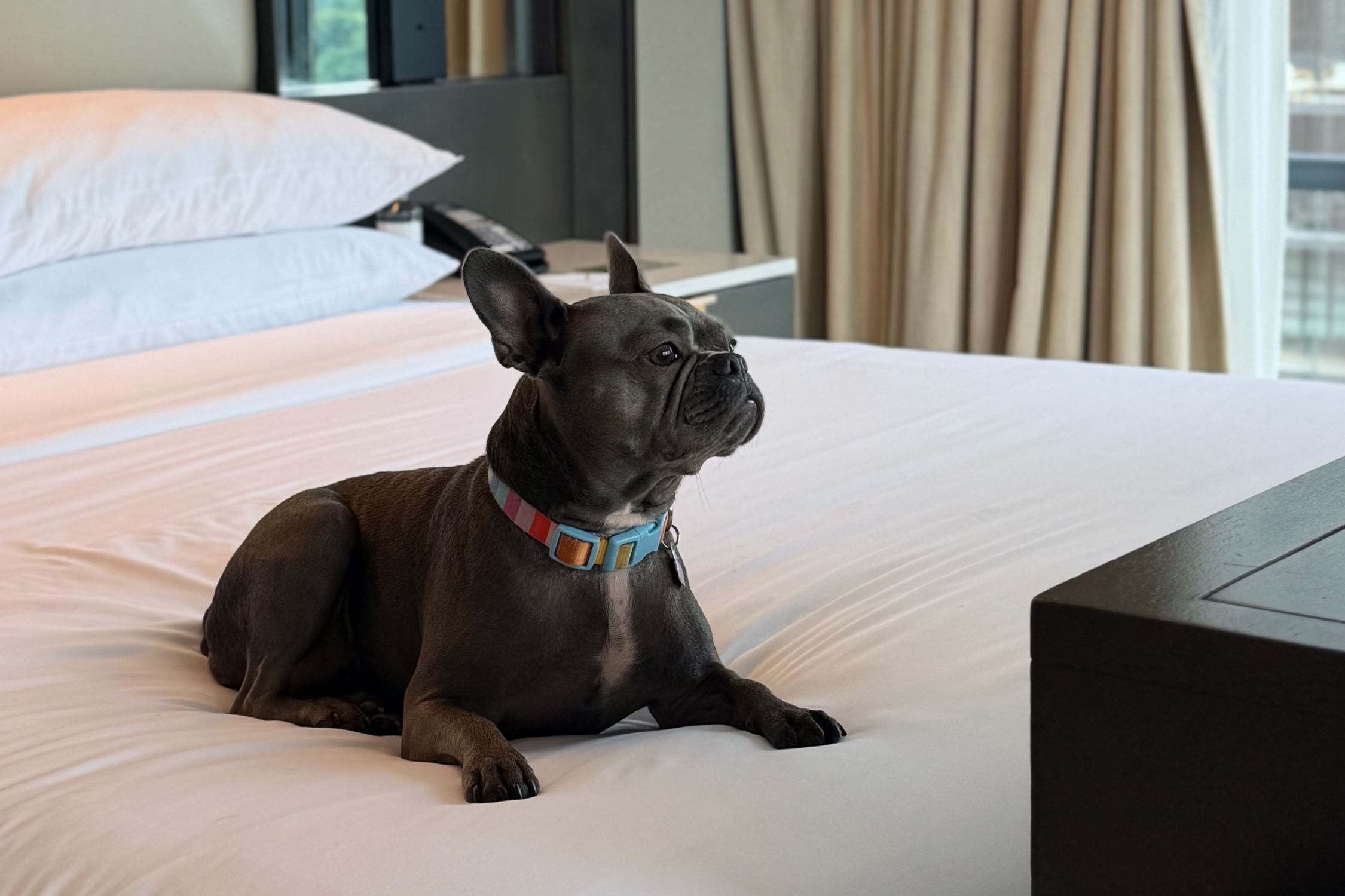French bulldog relaxing on a bed in a pet-friendly guest room at InterContinental Washington D.C. – The Wharf.
