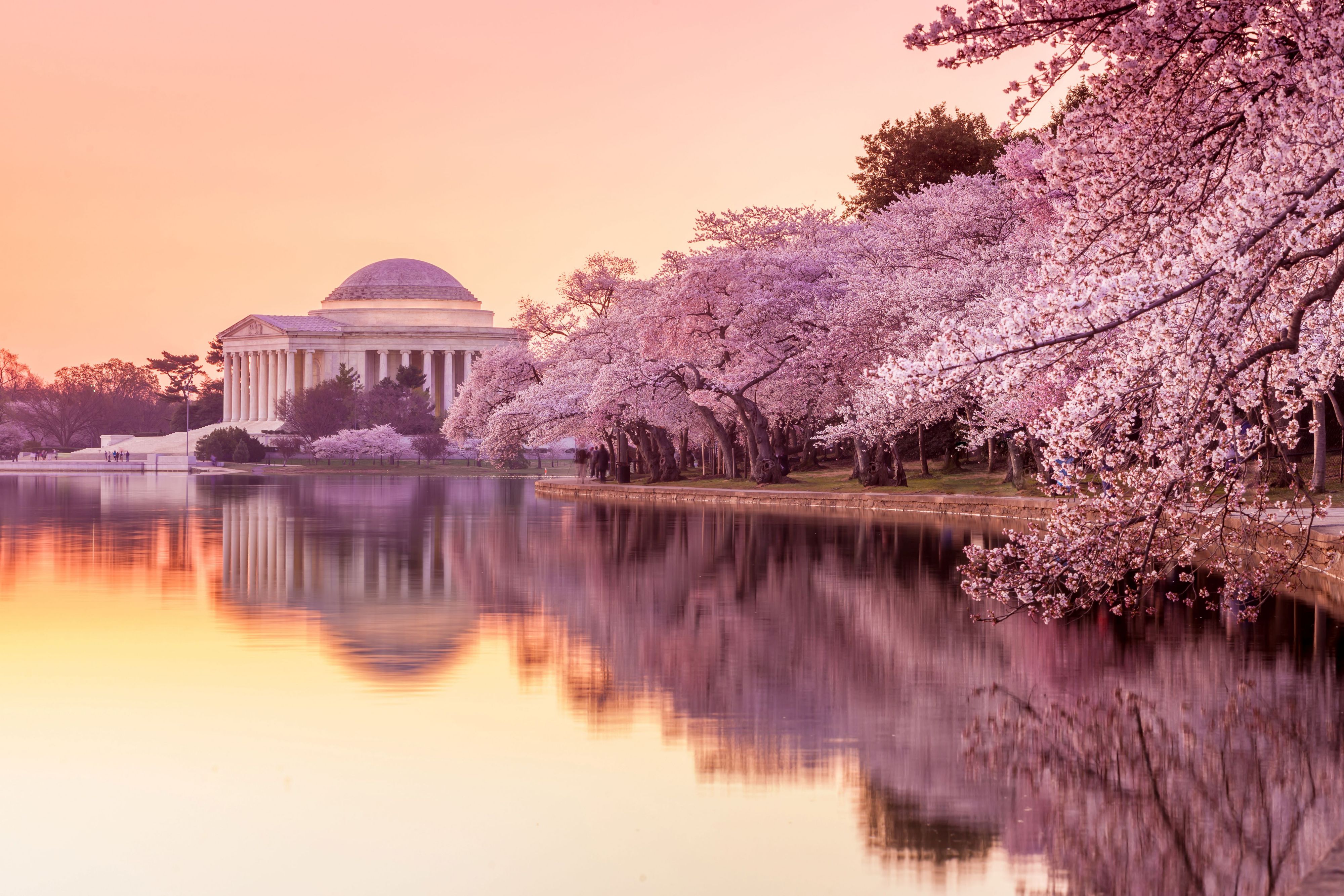 Cherry Blossoms in DC