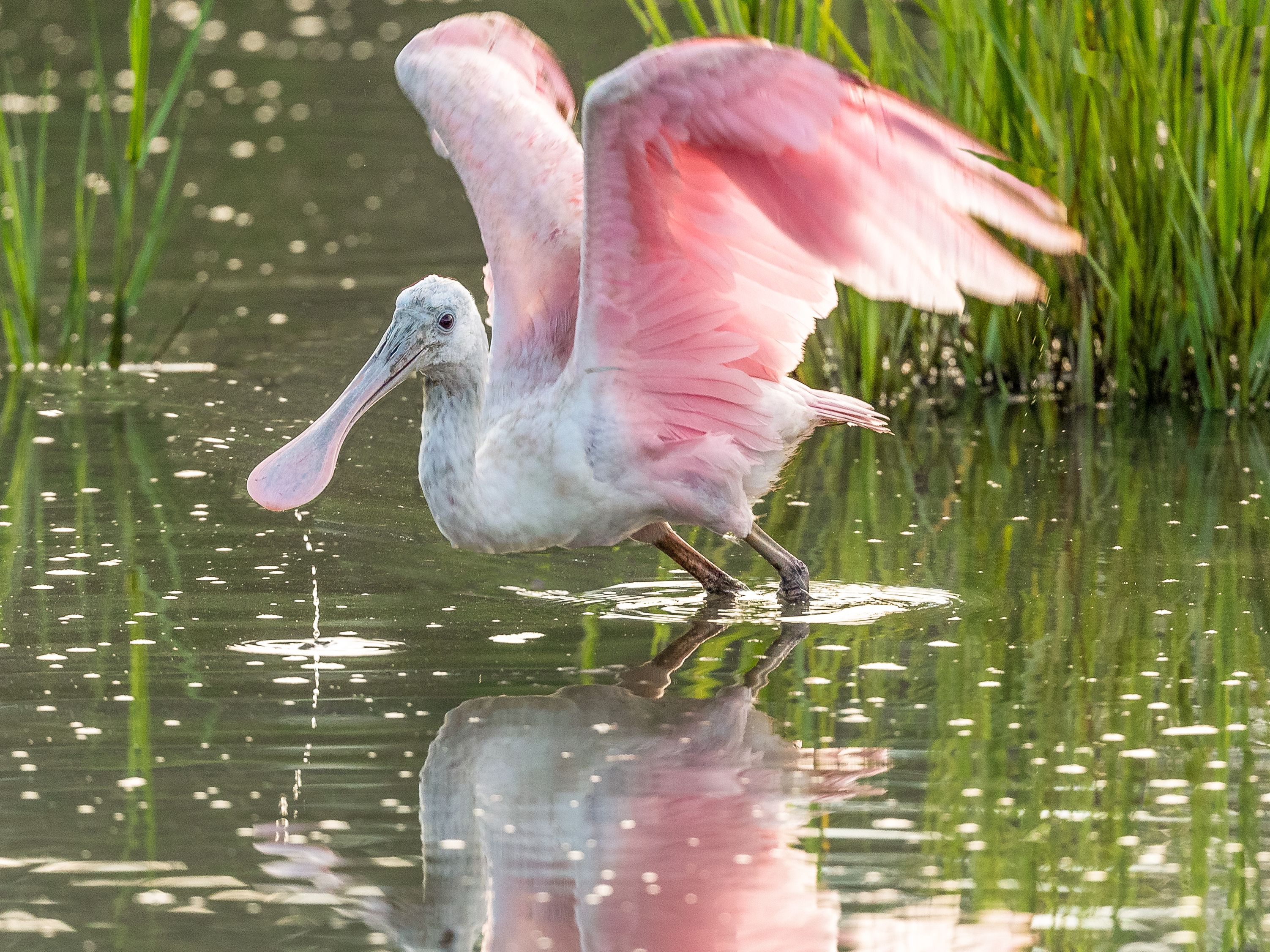Pink bird finding food in water 