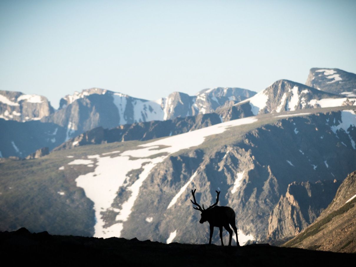 Moose walking through mountains of Estes Park