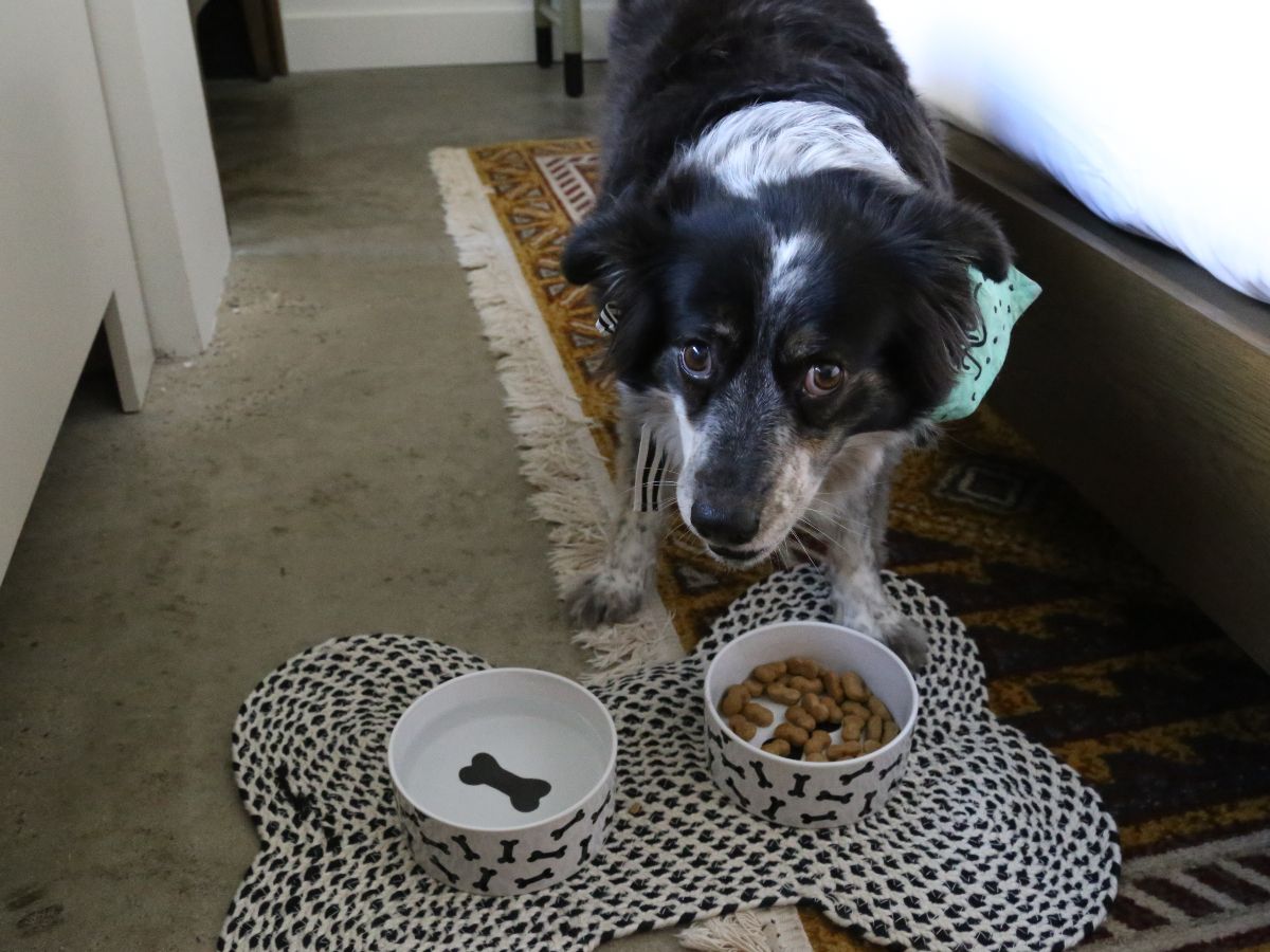 Food and water bowls are available on request for your furry friend