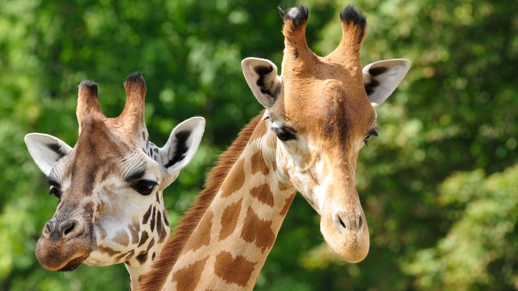 Giraffes at zoo